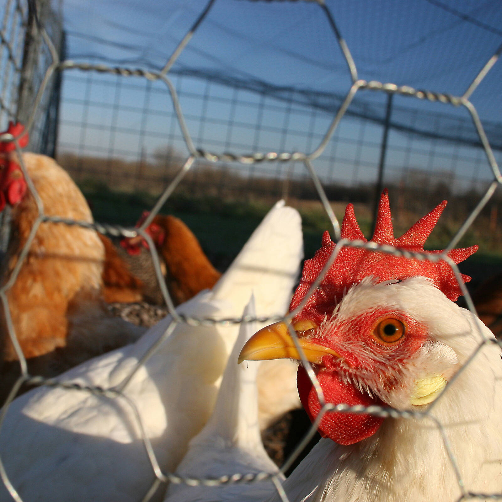 Saxon 90cm x 50m Chicken Wire Netting