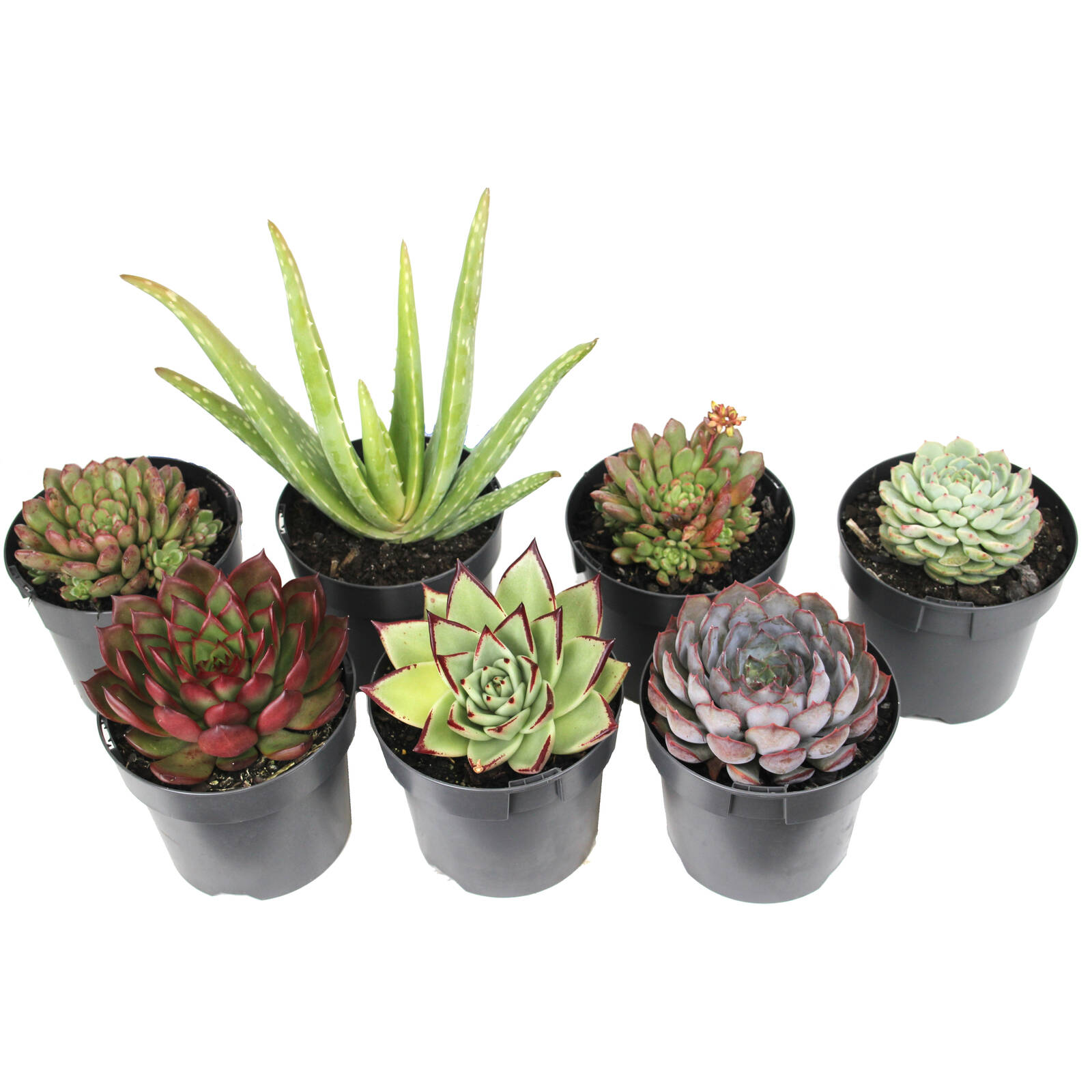 140mm Succulent Premium Assorted