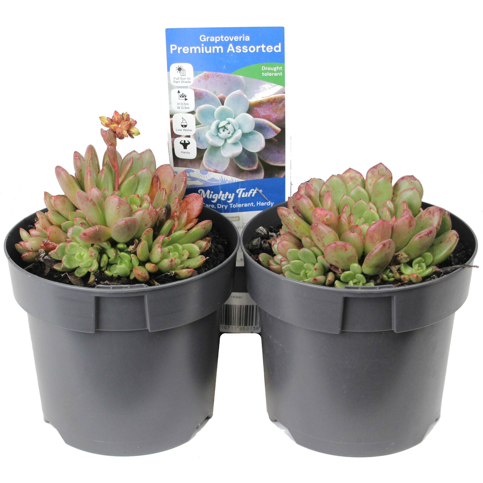 140mm Succulent Premium Assorted