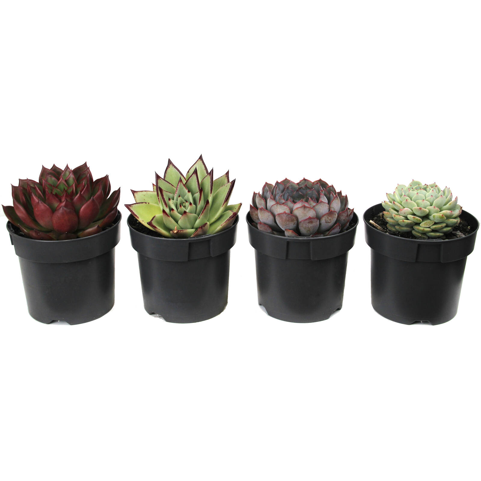 140mm Succulent Premium Assorted 3 140mm Succulent Premium Assorted