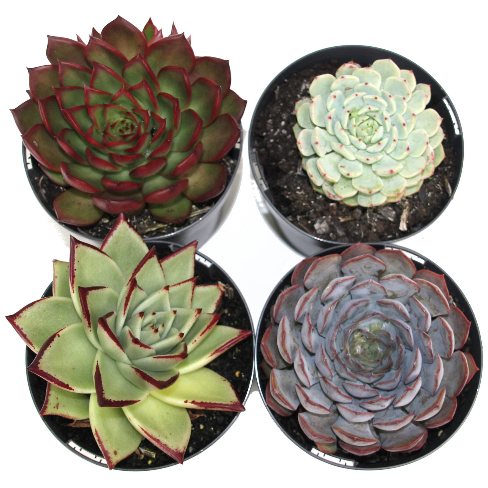 140mm Succulent Premium Assorted 4 140mm Succulent Premium Assorted