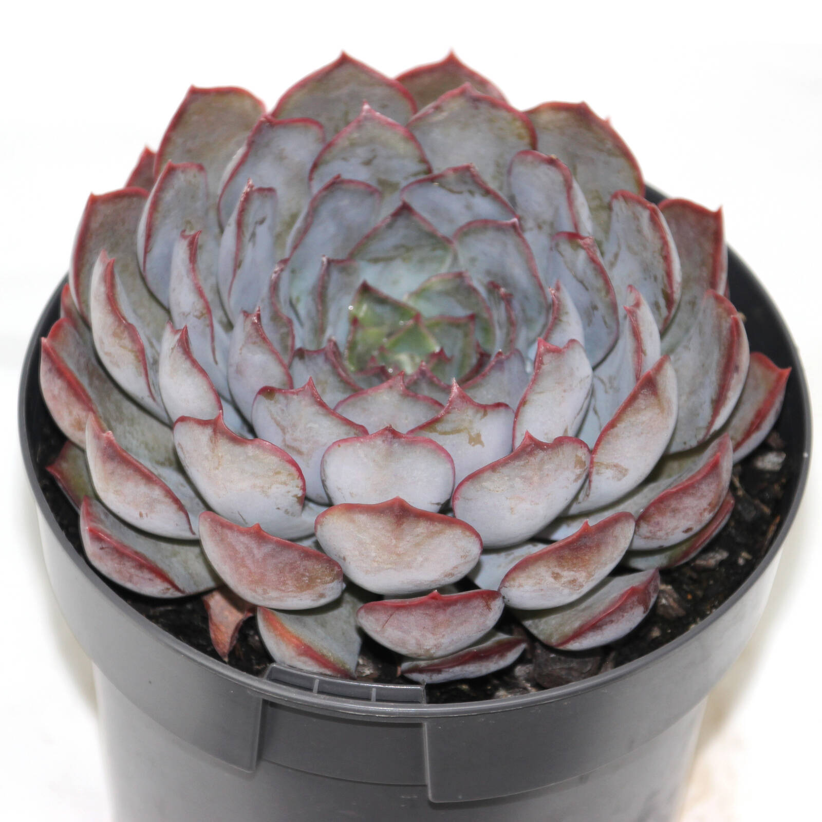 140mm Succulent Premium Assorted 5 140mm Succulent Premium Assorted