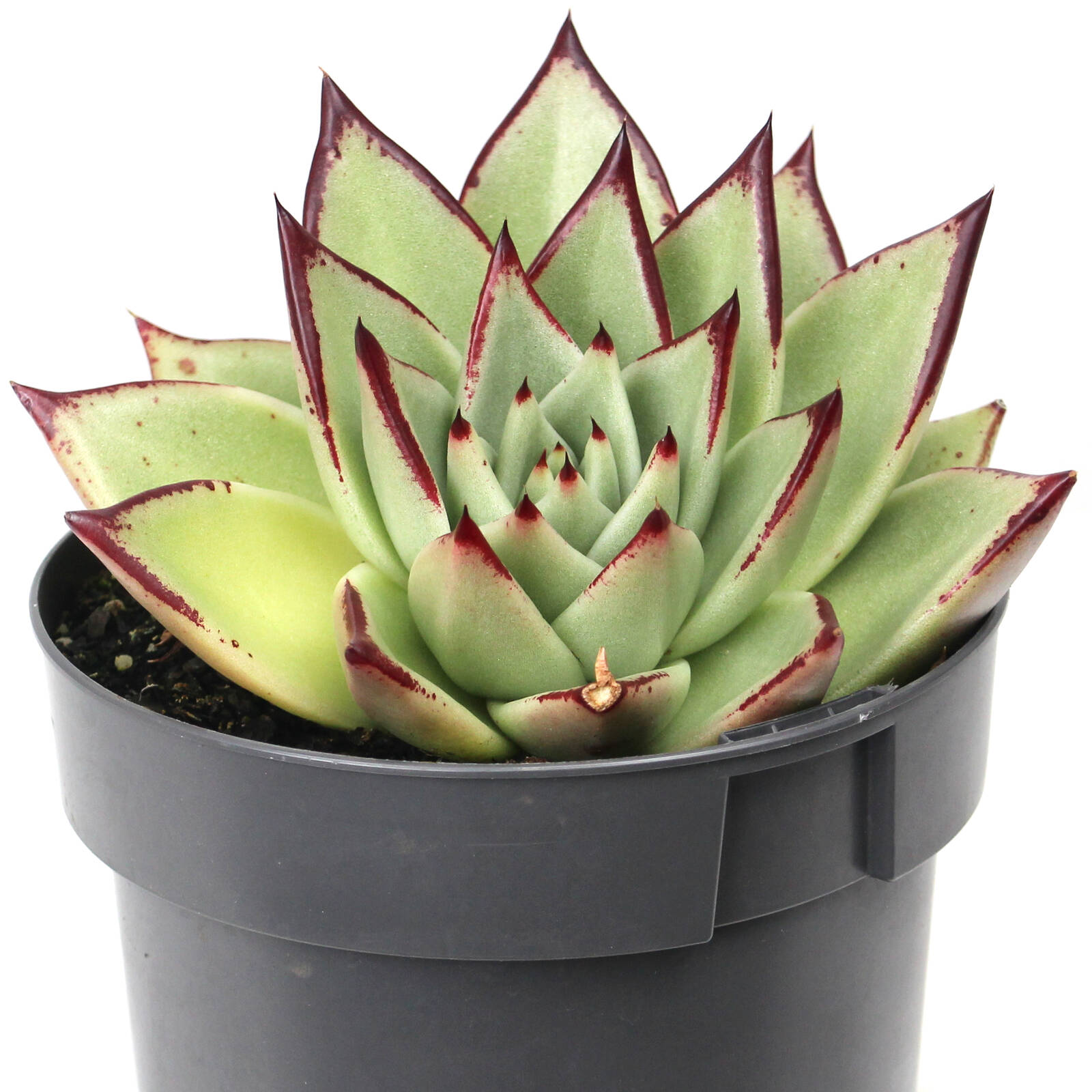 140mm Succulent Premium Assorted 6 140mm Succulent Premium Assorted
