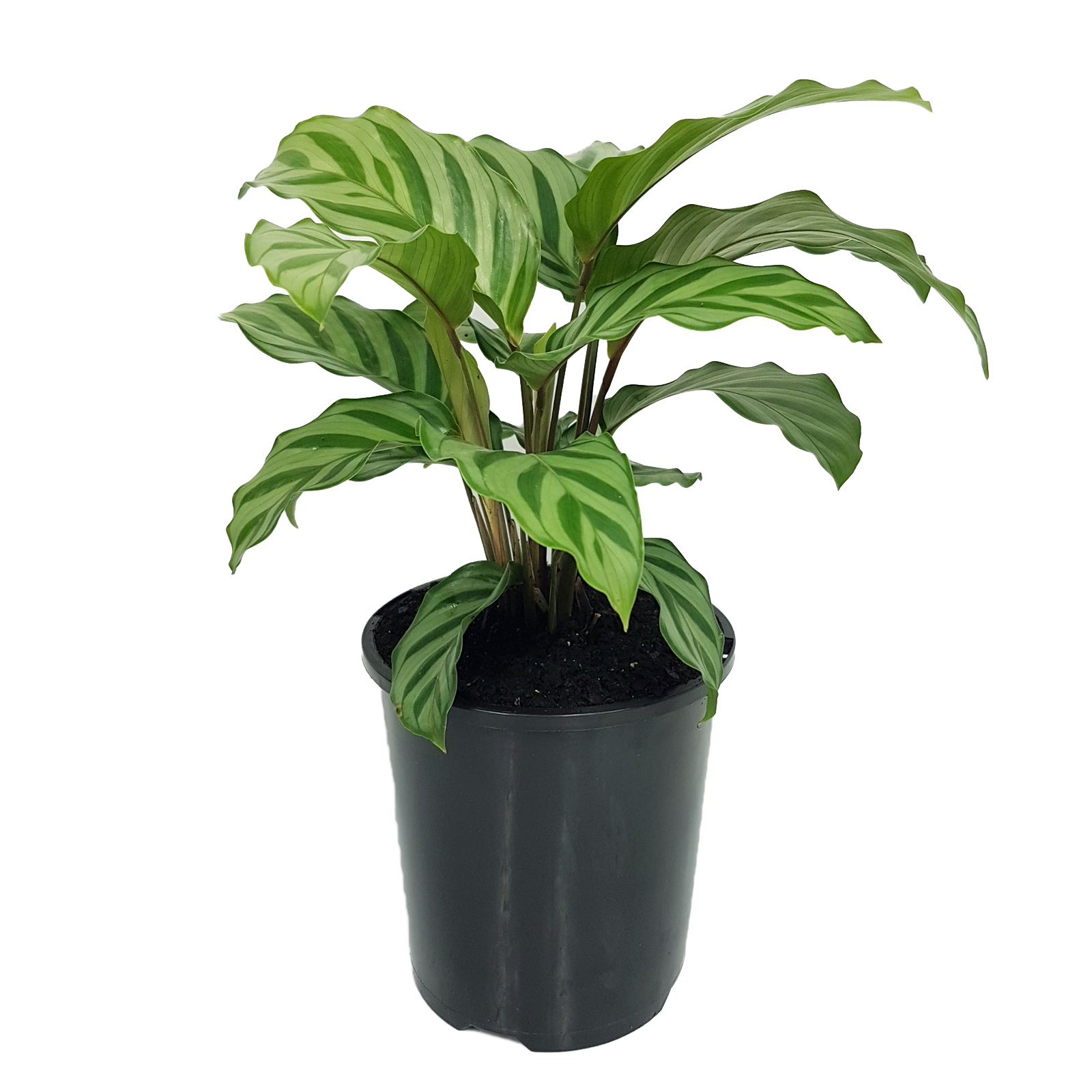 125mm Freddy - Calathea concinna