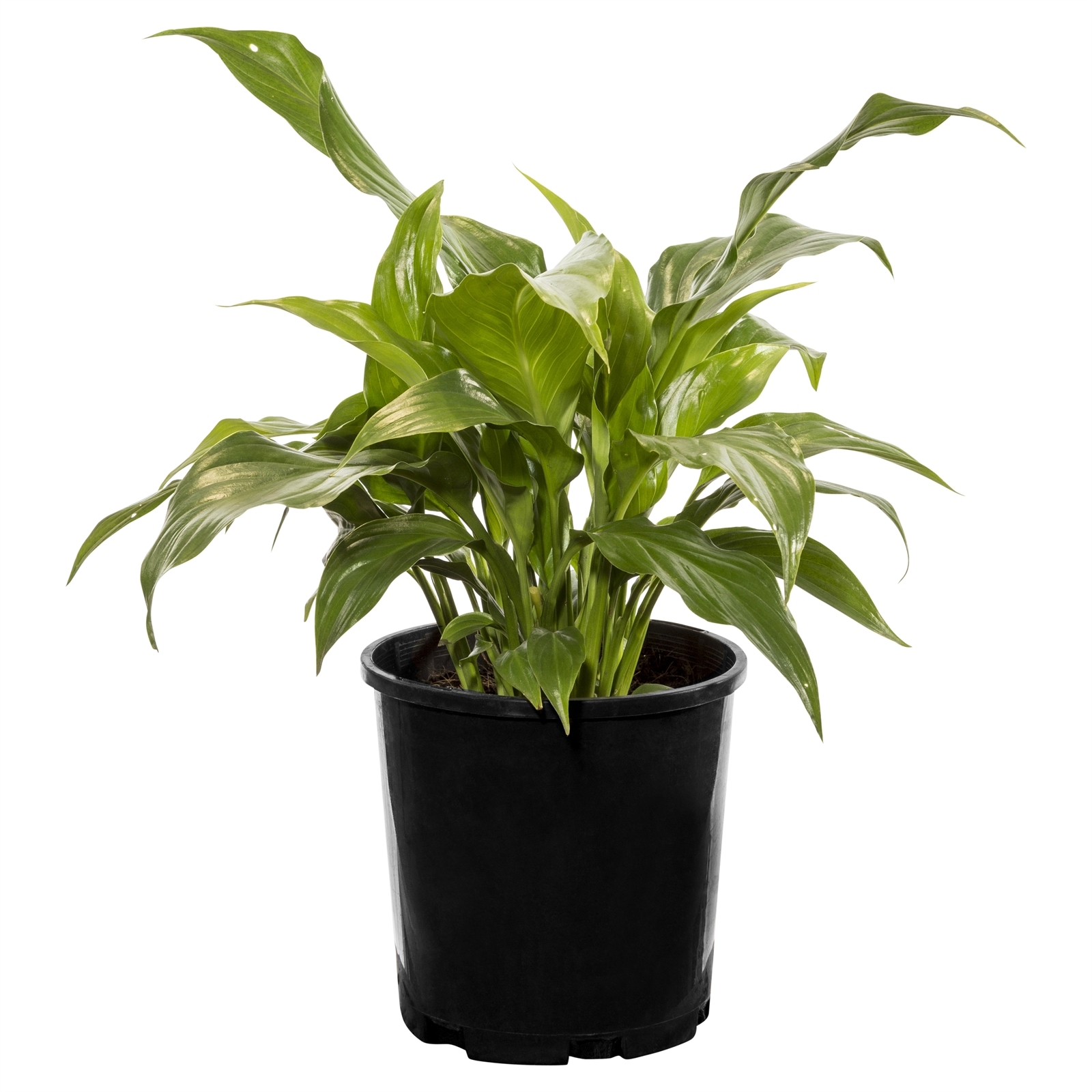 140mm Peace Lily - Spathiphyllum hybrid