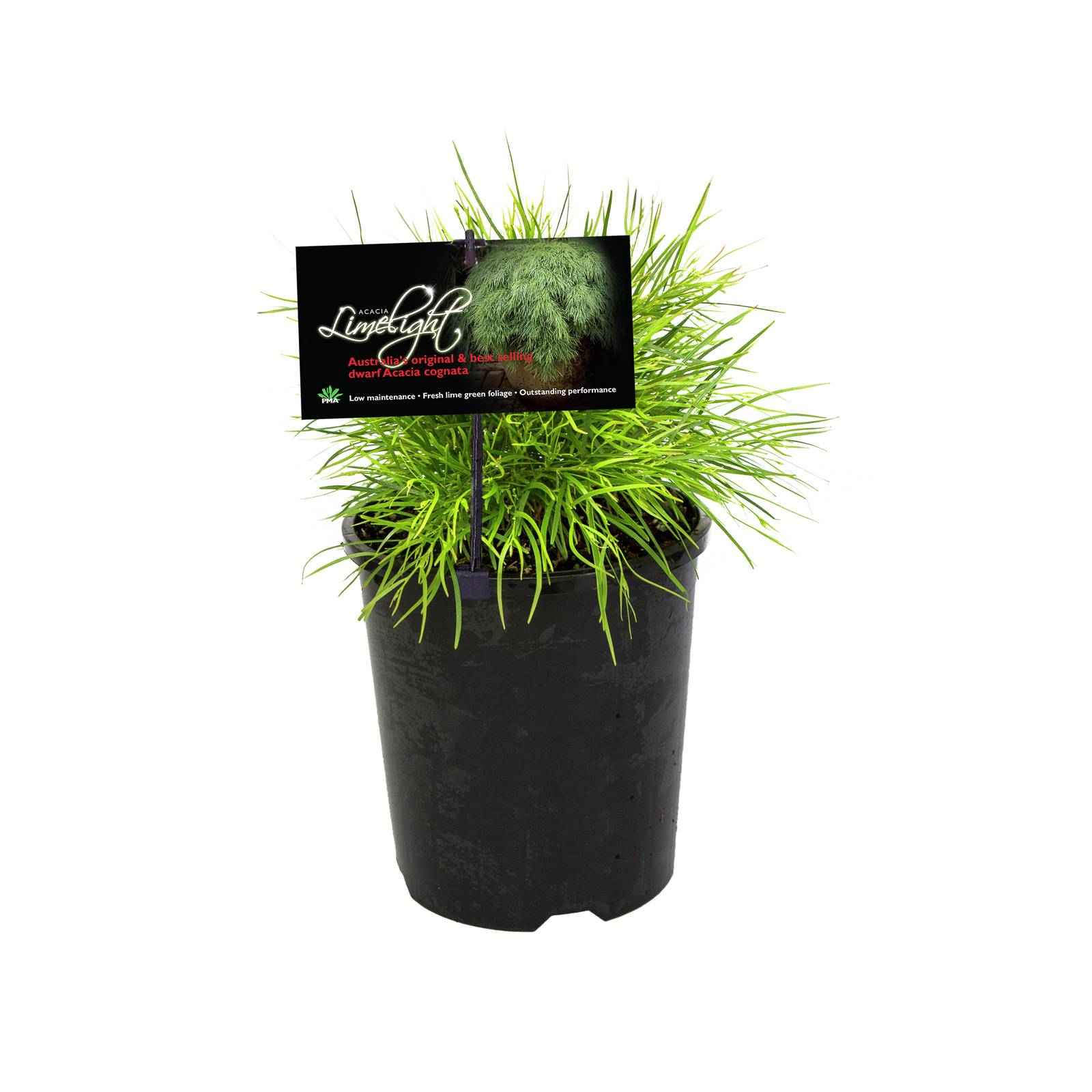 Plant-Acacia 140mm Cognata Limelight
