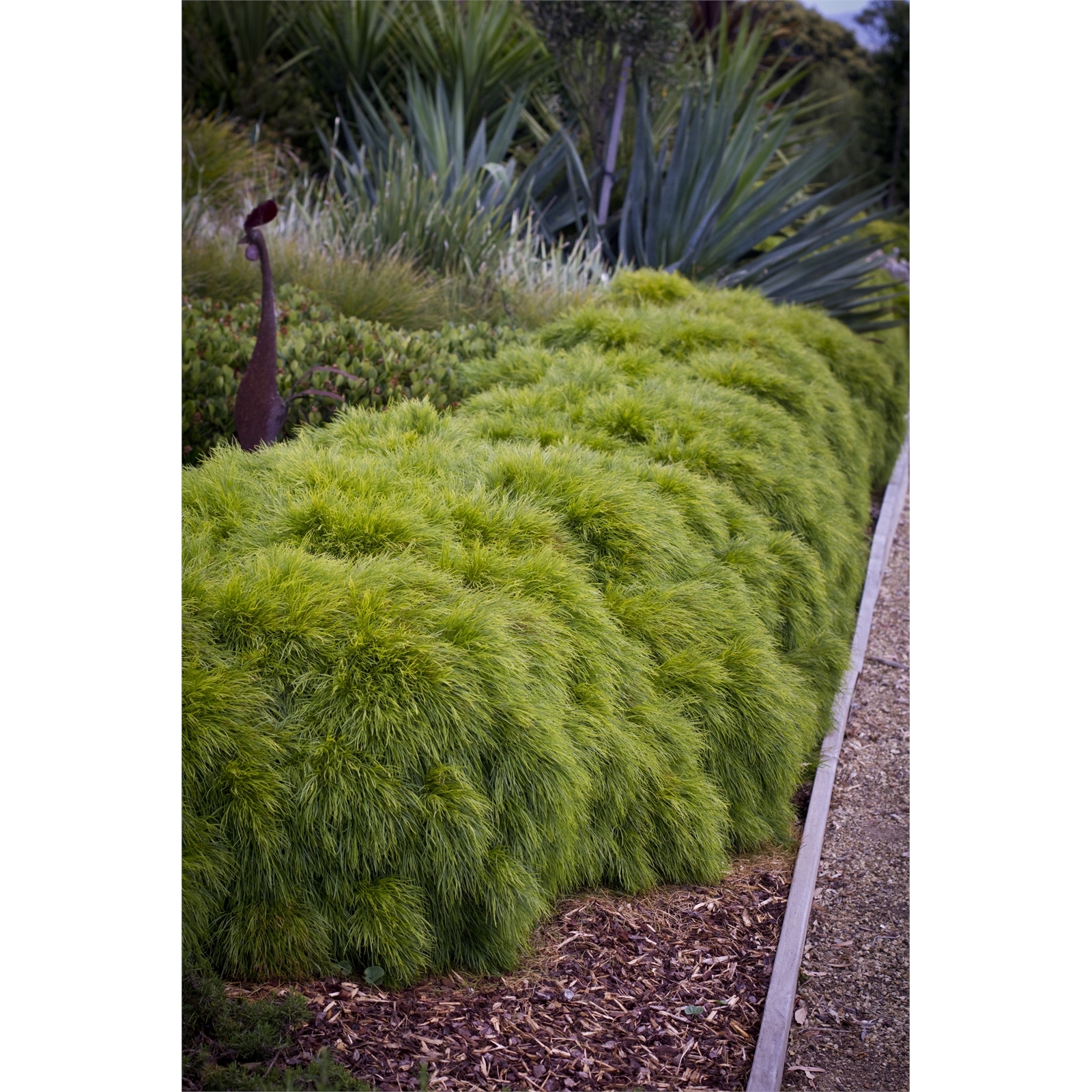 Plant-Acacia 140mm Cognata Limelight 3 Plant-Acacia 140mm Cognata Limelight