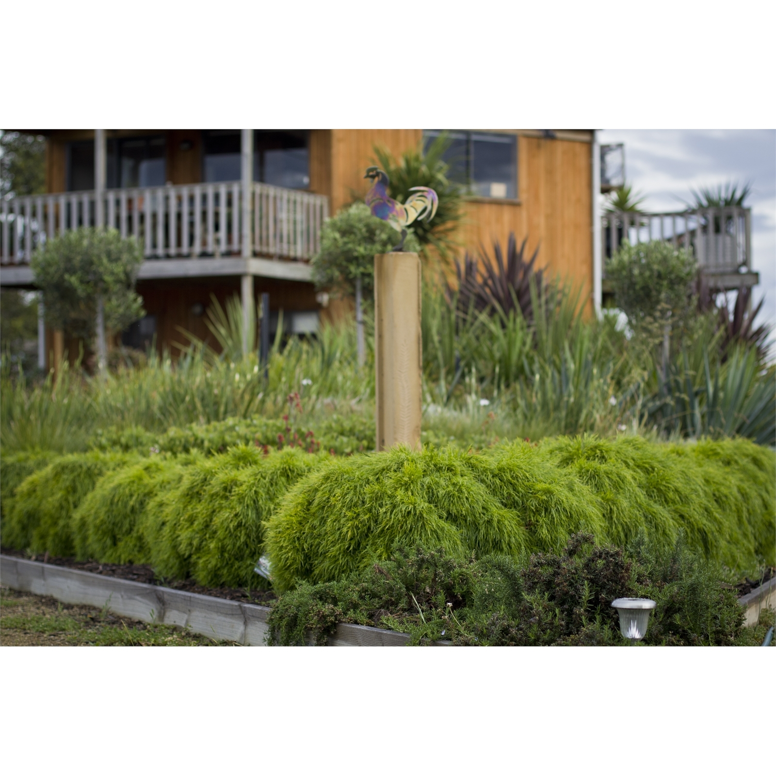 Plant-Acacia 140mm Cognata Limelight 4 Plant-Acacia 140mm Cognata Limelight