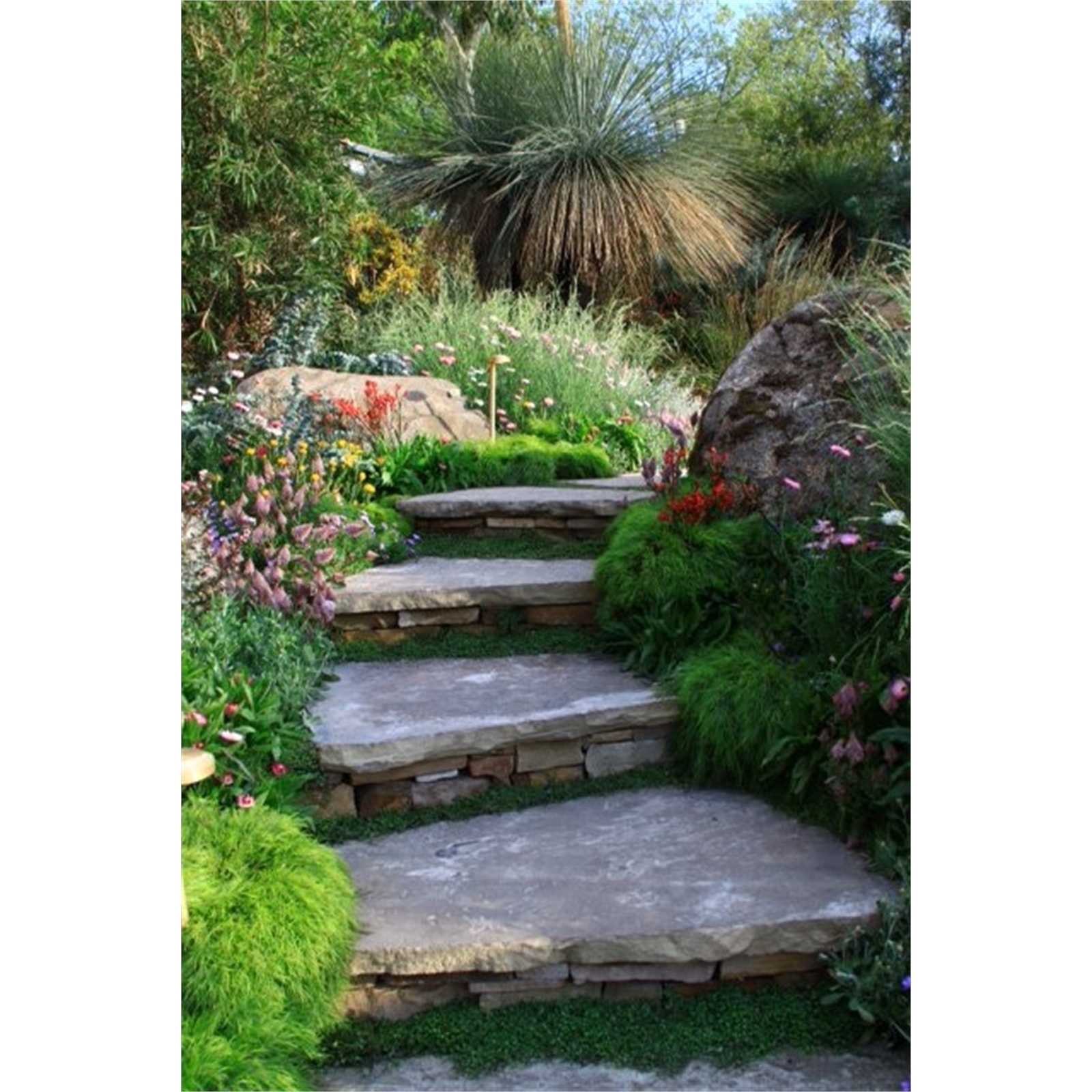 Plant-Acacia 140mm Cognata Limelight 5 Plant-Acacia 140mm Cognata Limelight