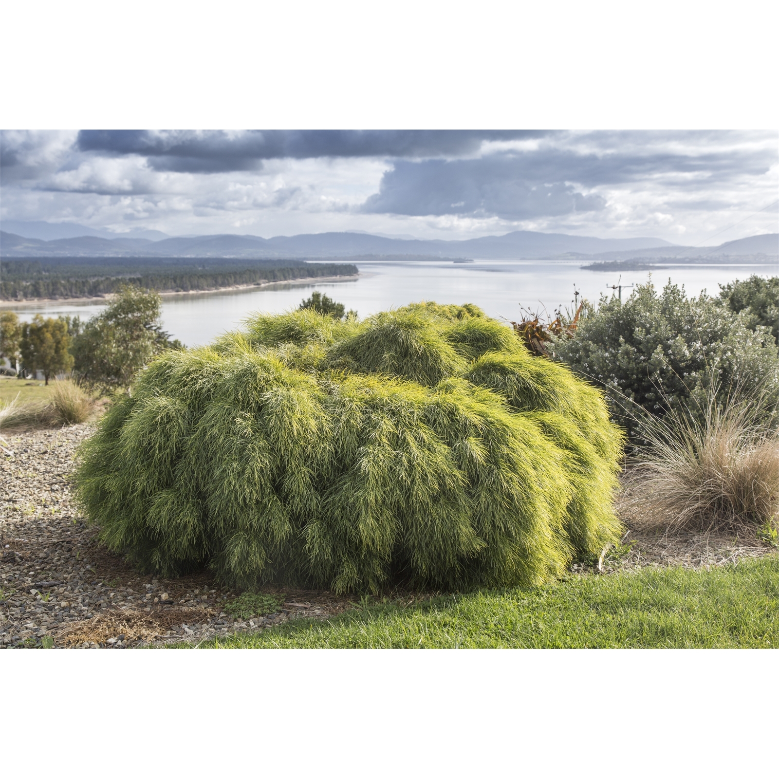 Plant-Acacia 140mm Cognata Limelight 6 Plant-Acacia 140mm Cognata Limelight