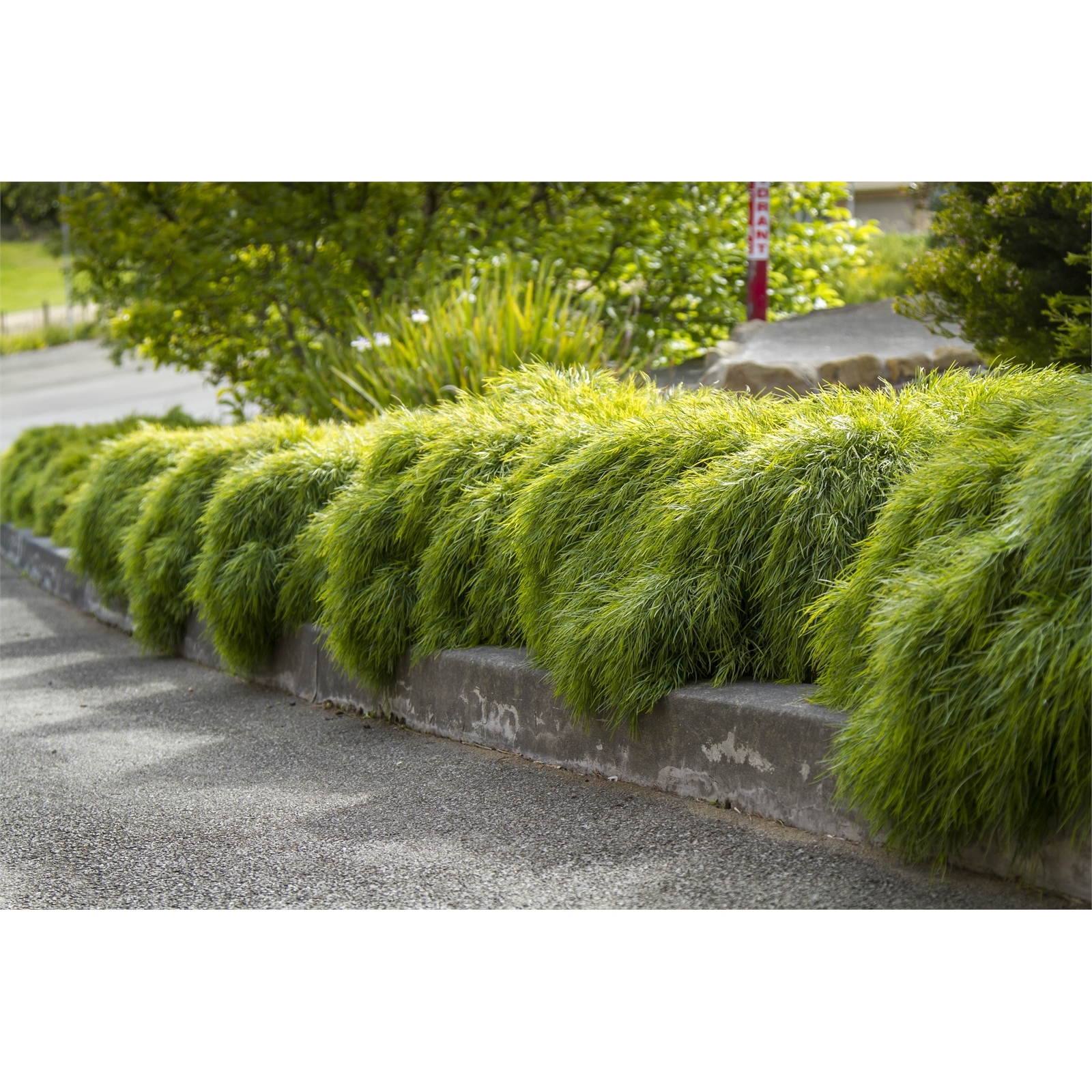 Plant-Acacia 140mm Cognata Limelight 8 Plant-Acacia 140mm Cognata Limelight