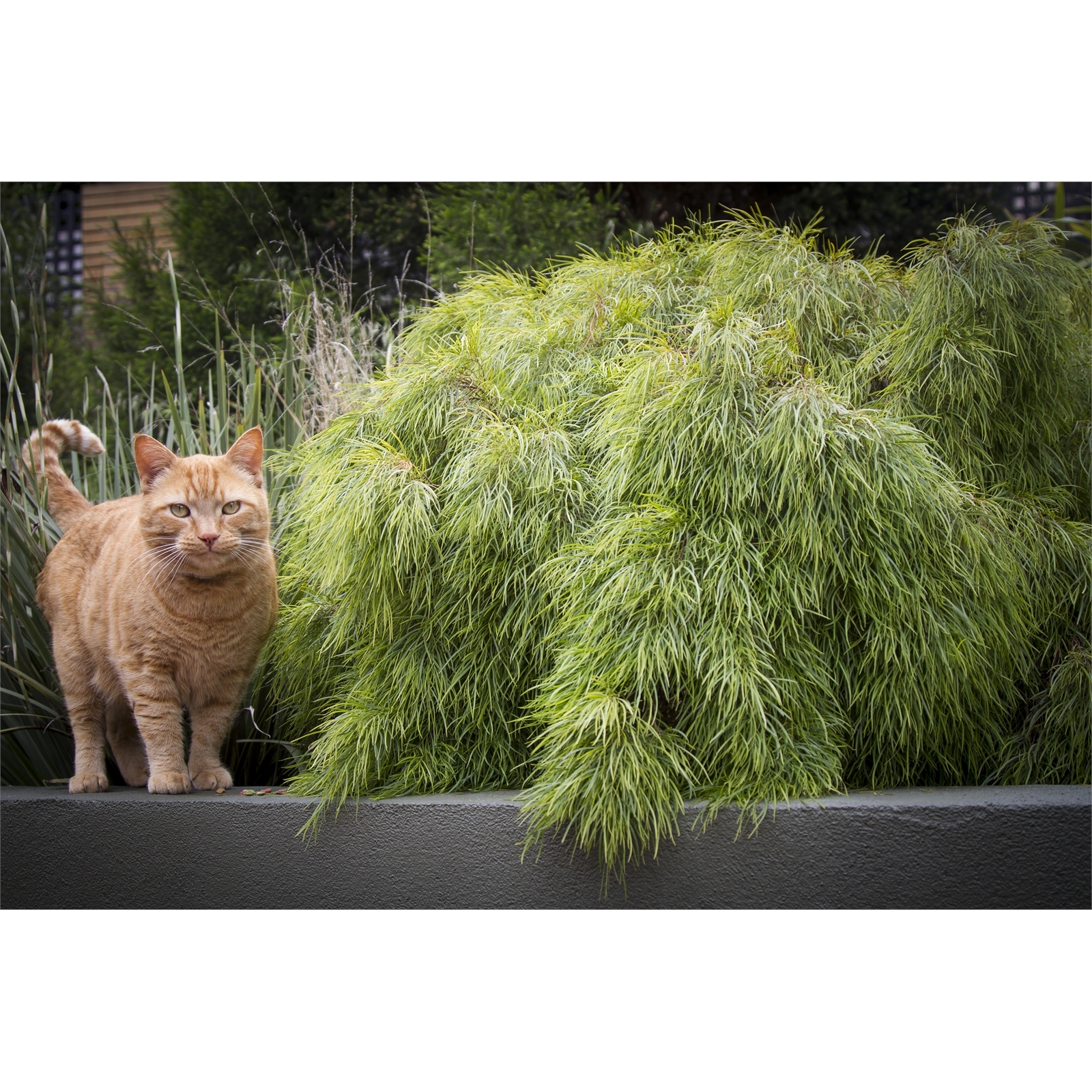 Plant-Acacia 140mm Cognata Limelight 9 Plant-Acacia 140mm Cognata Limelight