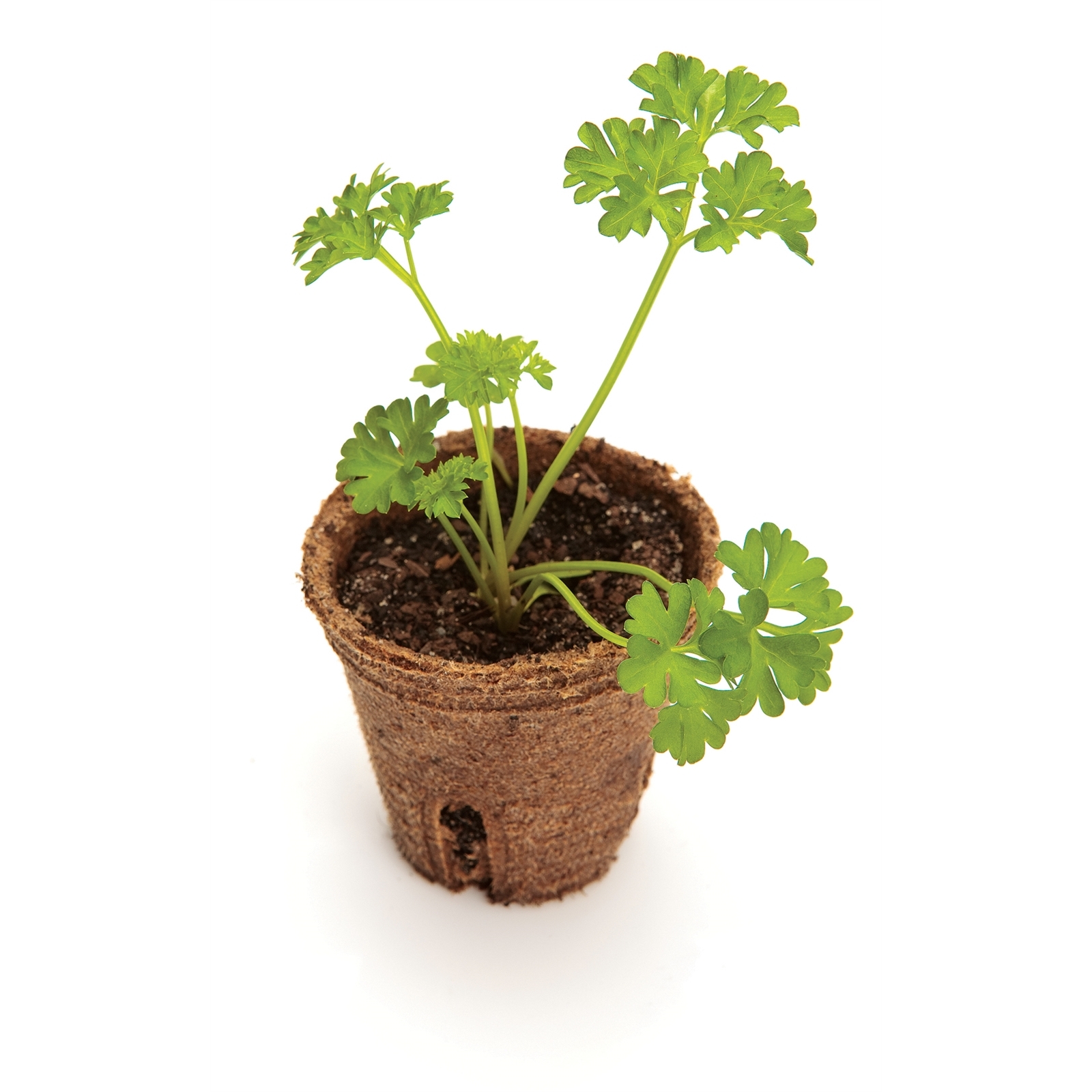 Mr Fothergill's 60mm Jiffy Round Peat Pot - 26 Pack