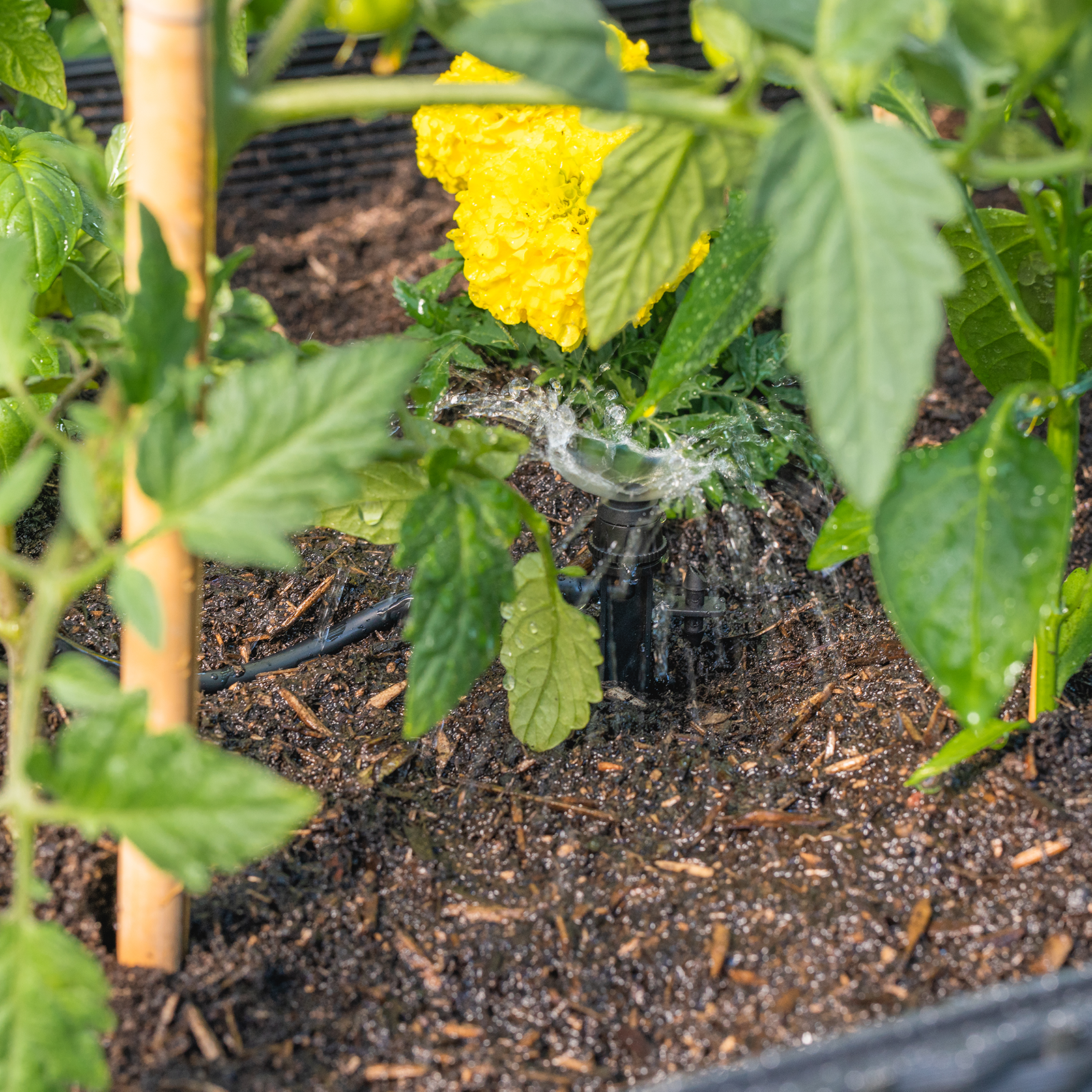 Holman 4mm x 30m Ezy Flex Drip Tube 3 Holman 4mm x 30m Ezy Flex Drip Tube