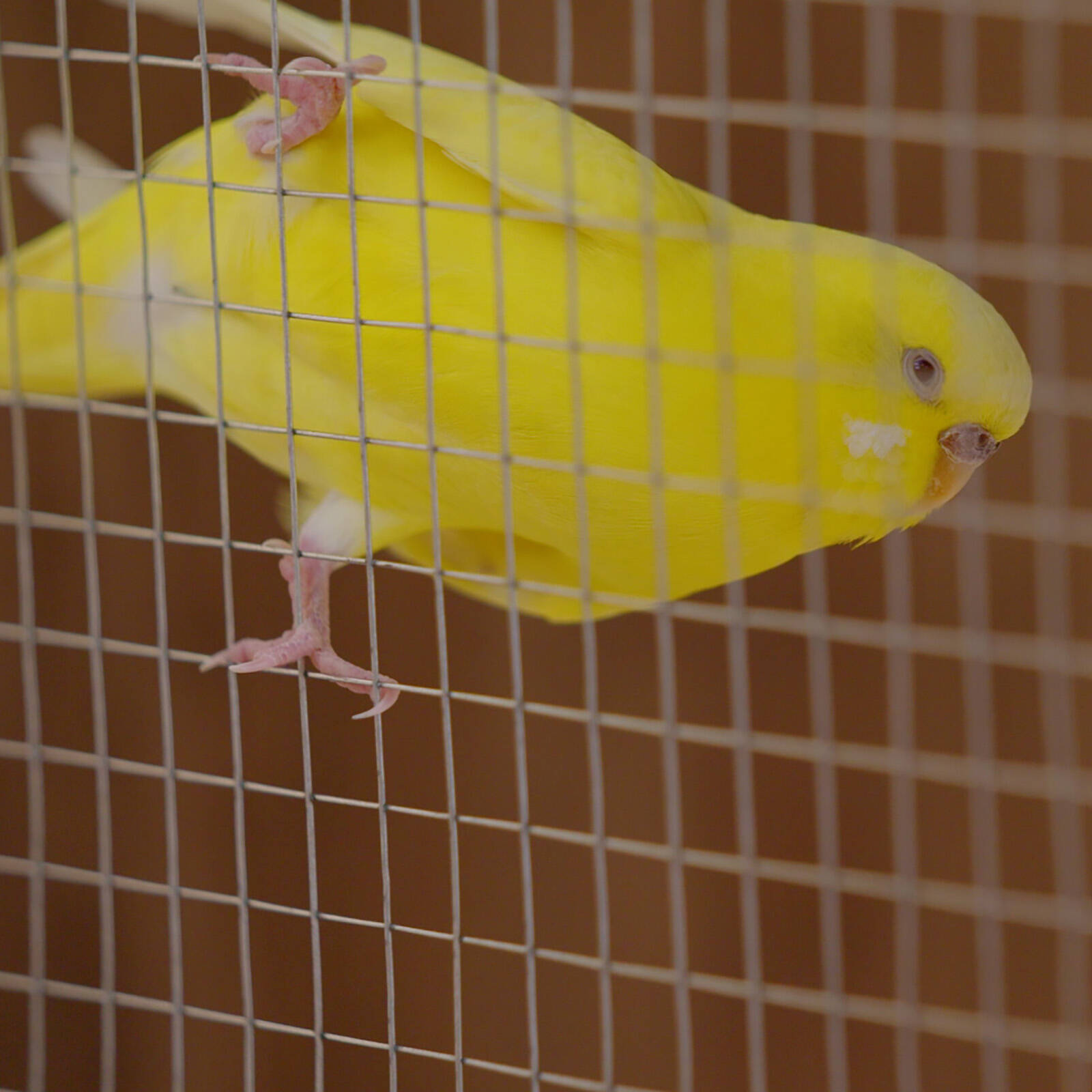 Jack 90cm x 30m 12 x 12mm Aviary Mesh