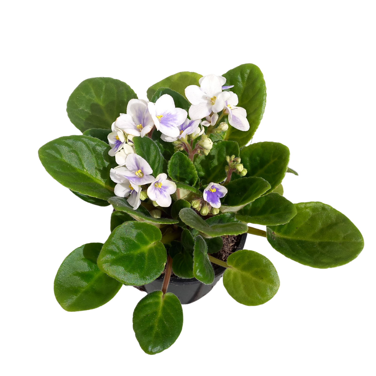115mm African Violet - Saintpauli ionantha