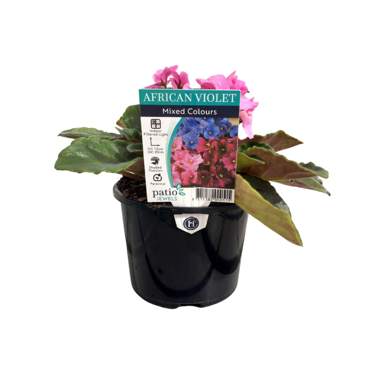 115mm African Violet - Saintpauli ionantha