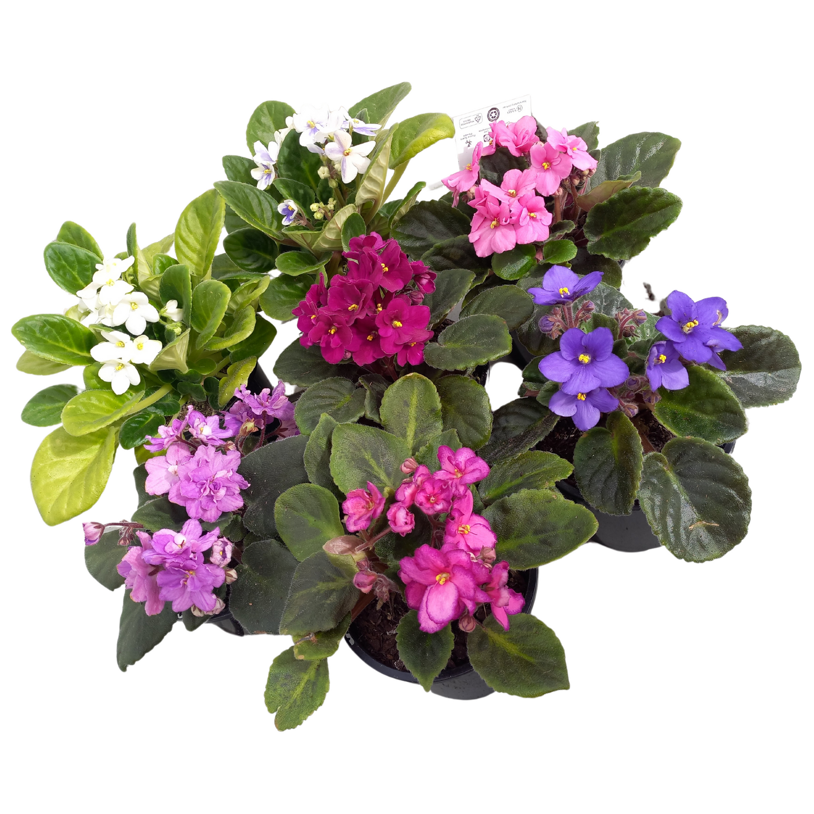 115mm African Violet - Saintpauli ionantha