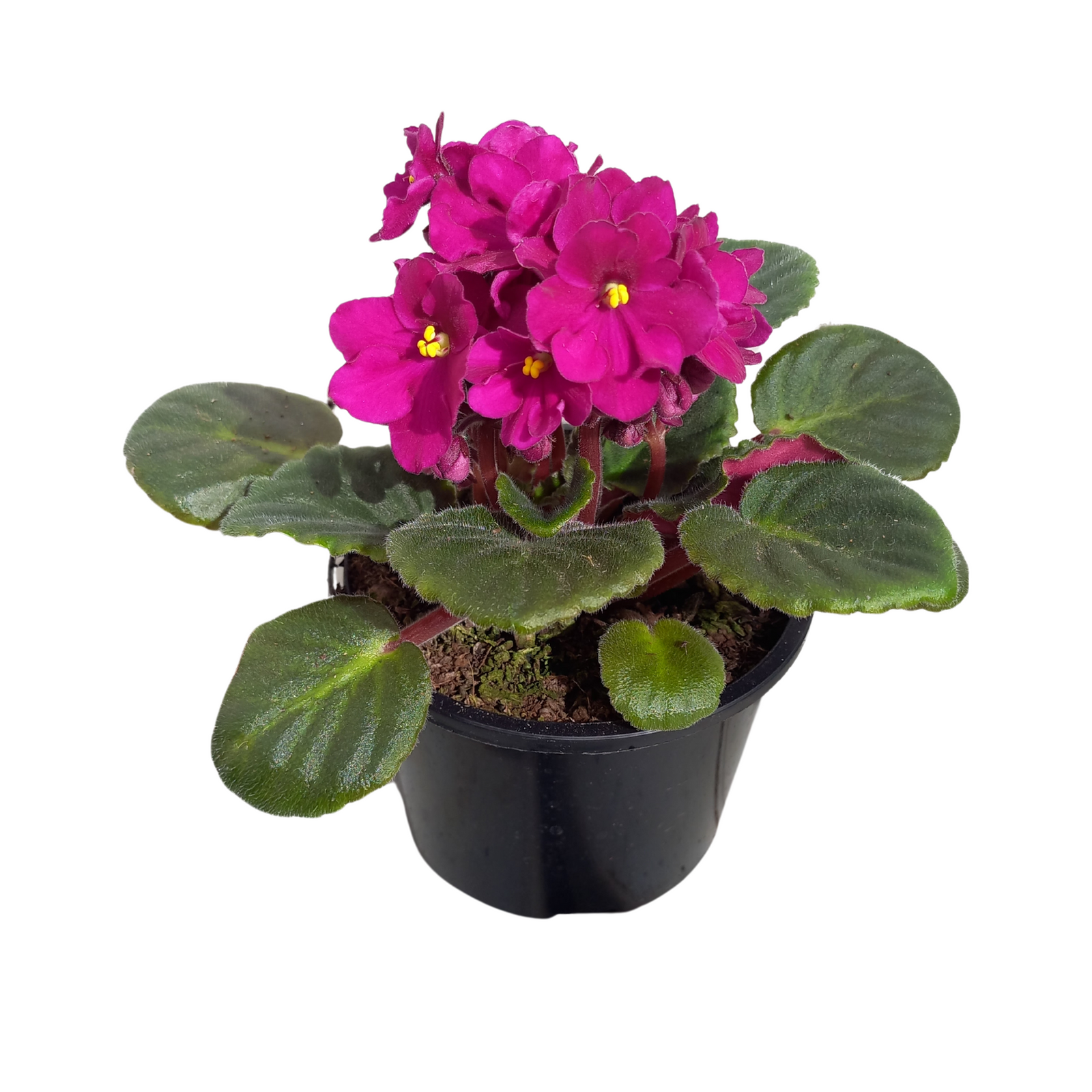 115mm African Violet - Saintpauli ionantha