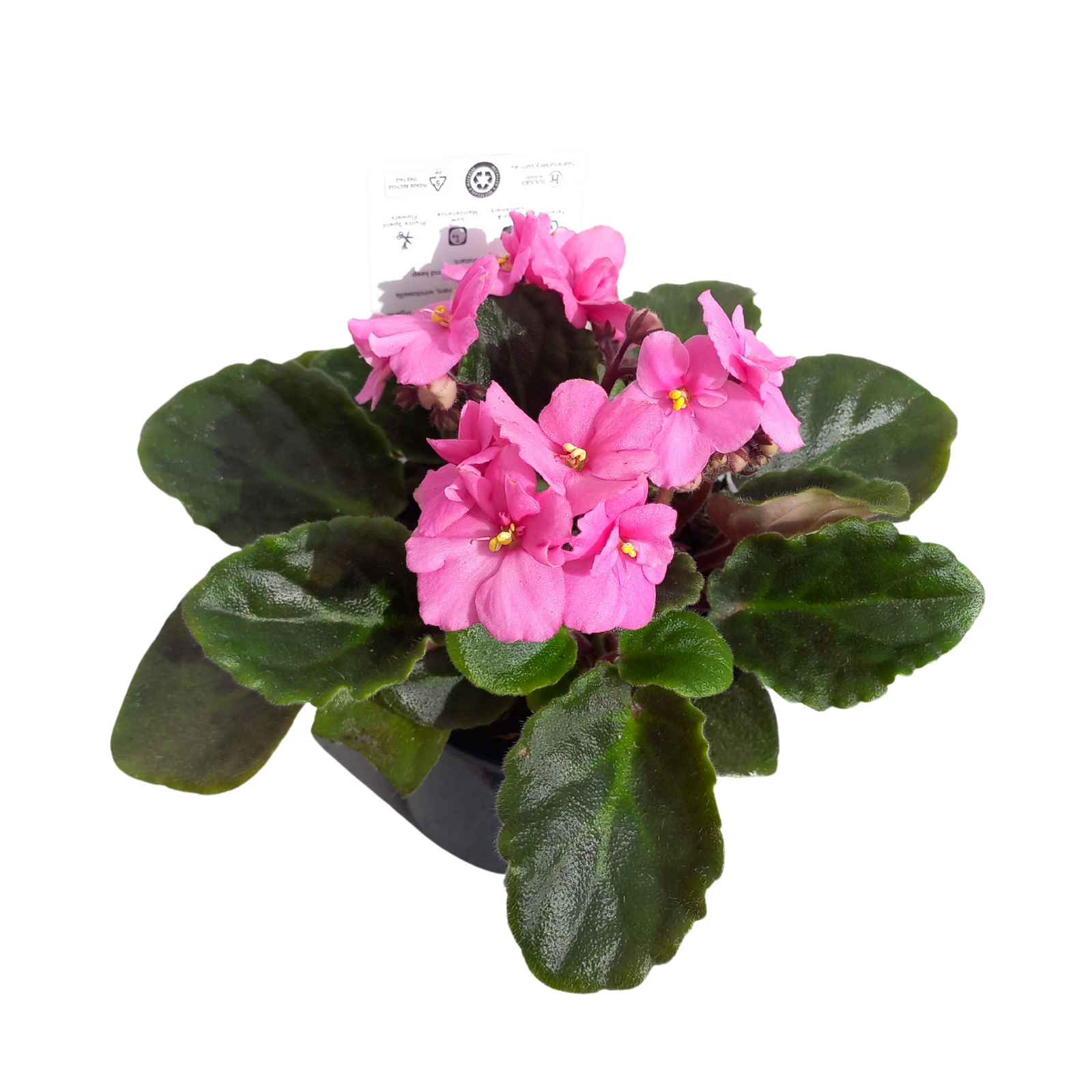 115mm African Violet - Saintpauli ionantha