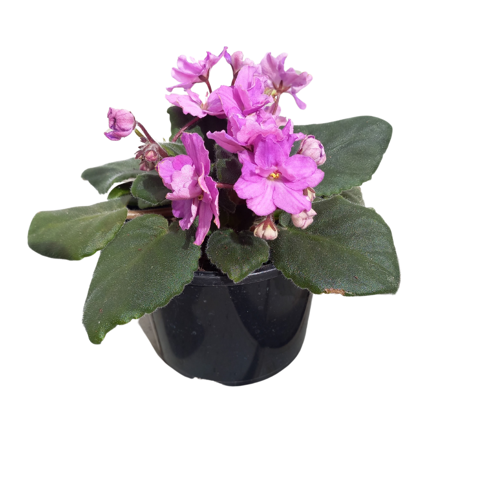 115mm African Violet - Saintpauli ionantha