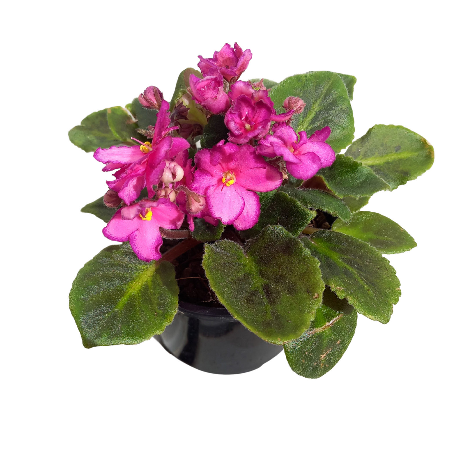 115mm African Violet - Saintpauli ionantha