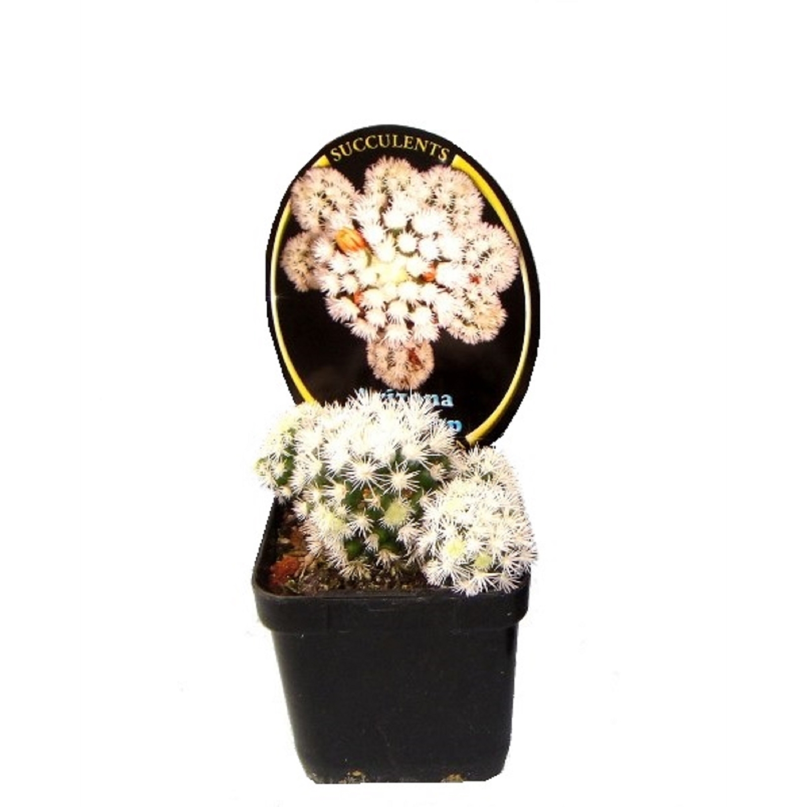 70mm Assorted Collectors Cactus