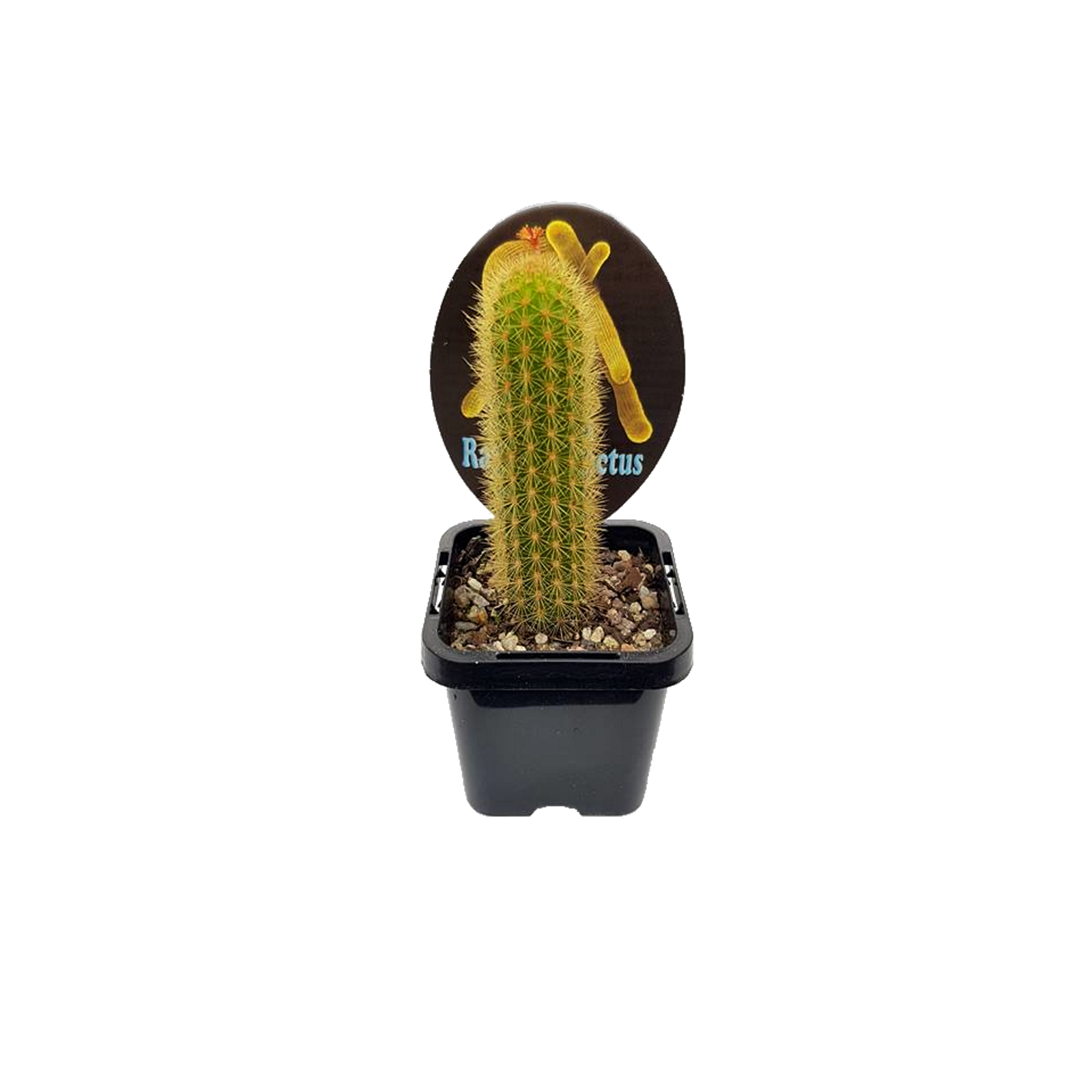 70mm Assorted Collectors Cactus