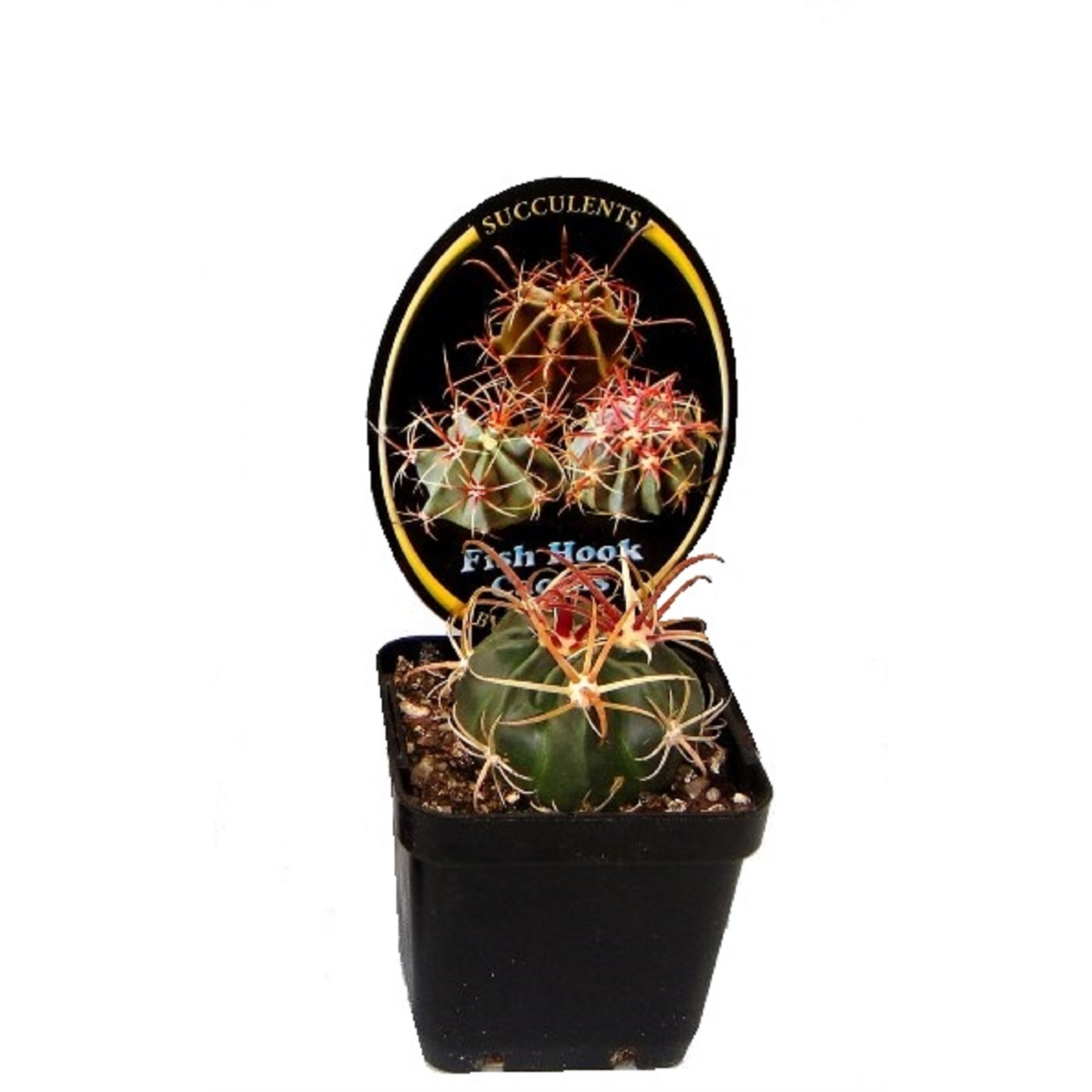 70mm Assorted Collectors Cactus 7 70mm Assorted Collectors Cactus