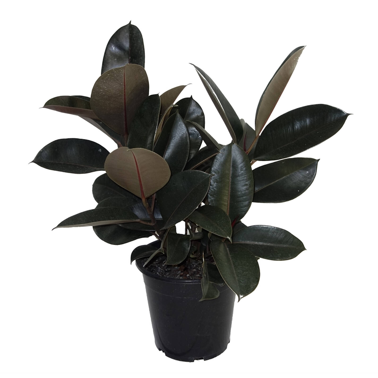 250mm Rubber Plant - Ficus elastica Burgundy