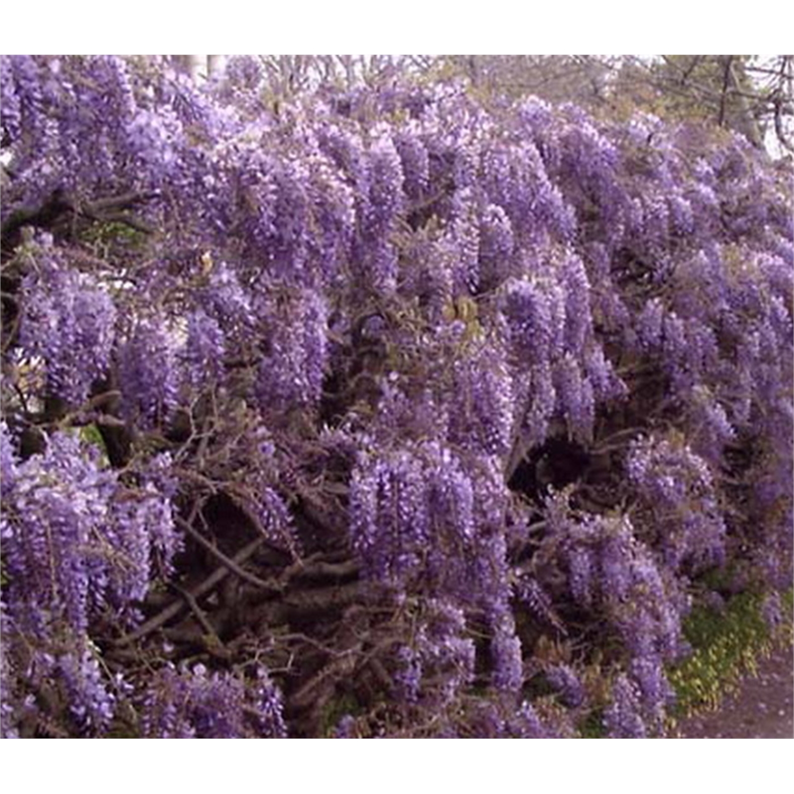 400mm Chinese Wisteria - Westeria sinensis