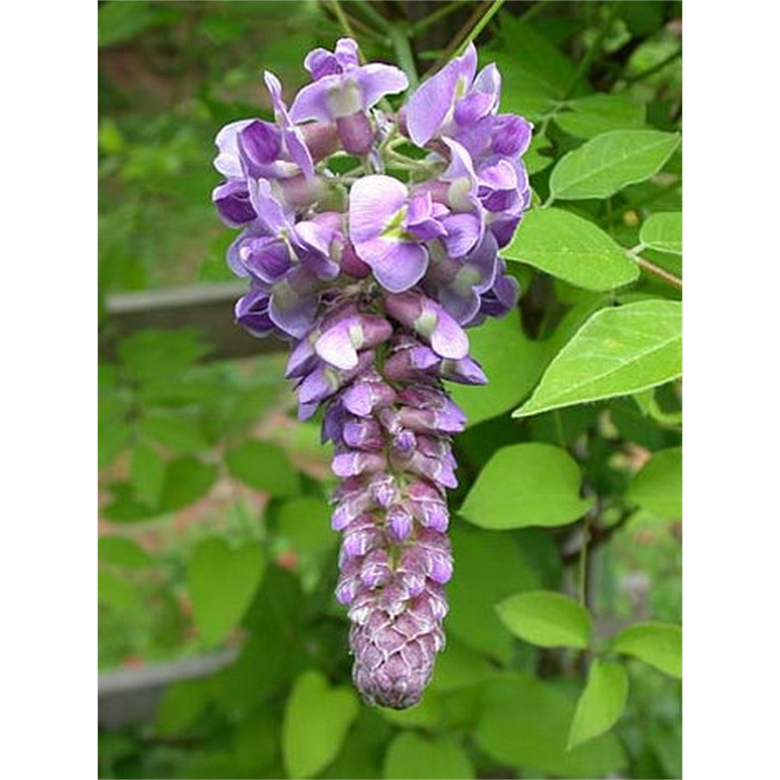 400mm Chinese Wisteria - Westeria sinensis 3 400mm Chinese Wisteria - Westeria sinensis