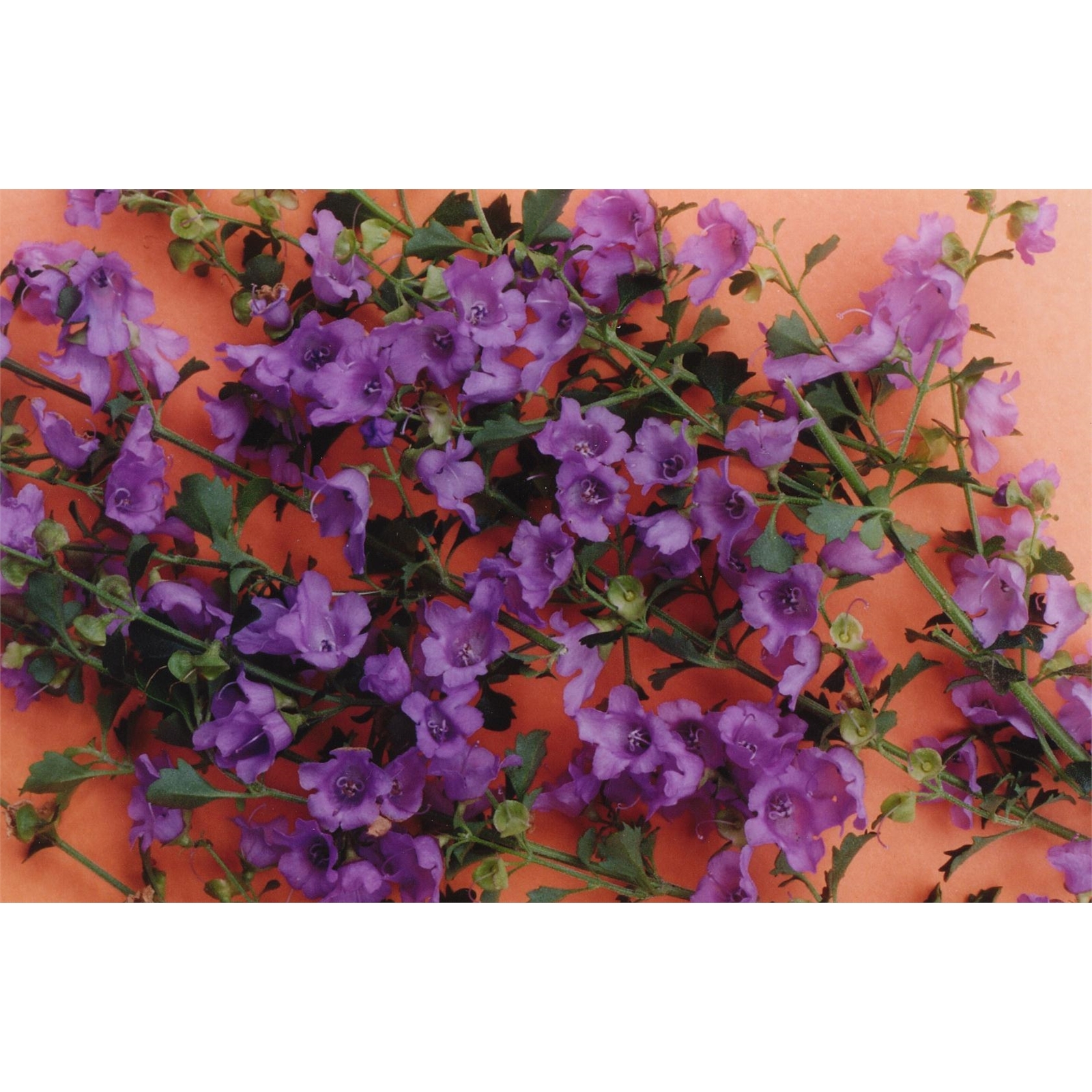 140mm Prostanthera Minty - Prostanthera sieberi