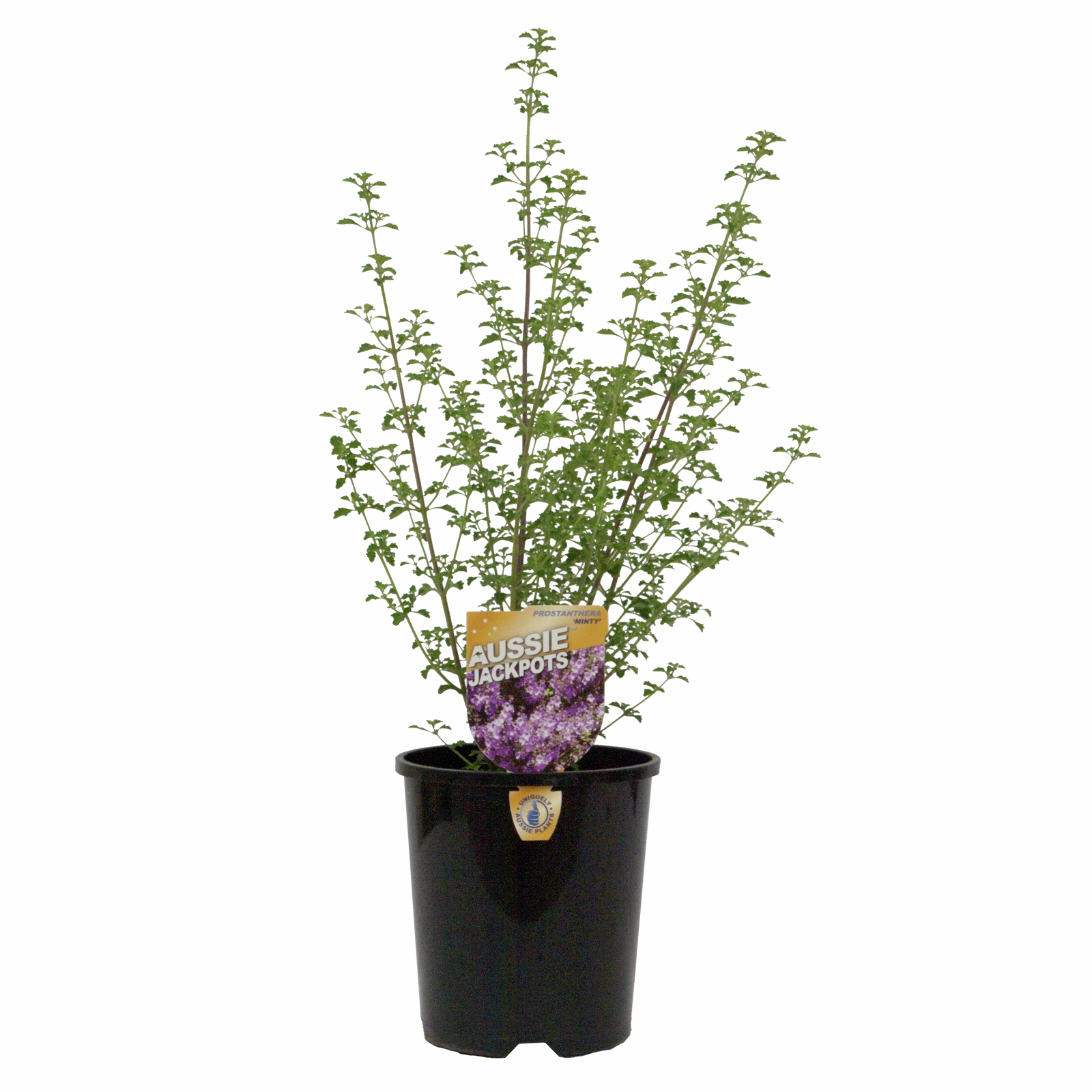 140mm Prostanthera Minty - Prostanthera sieberi