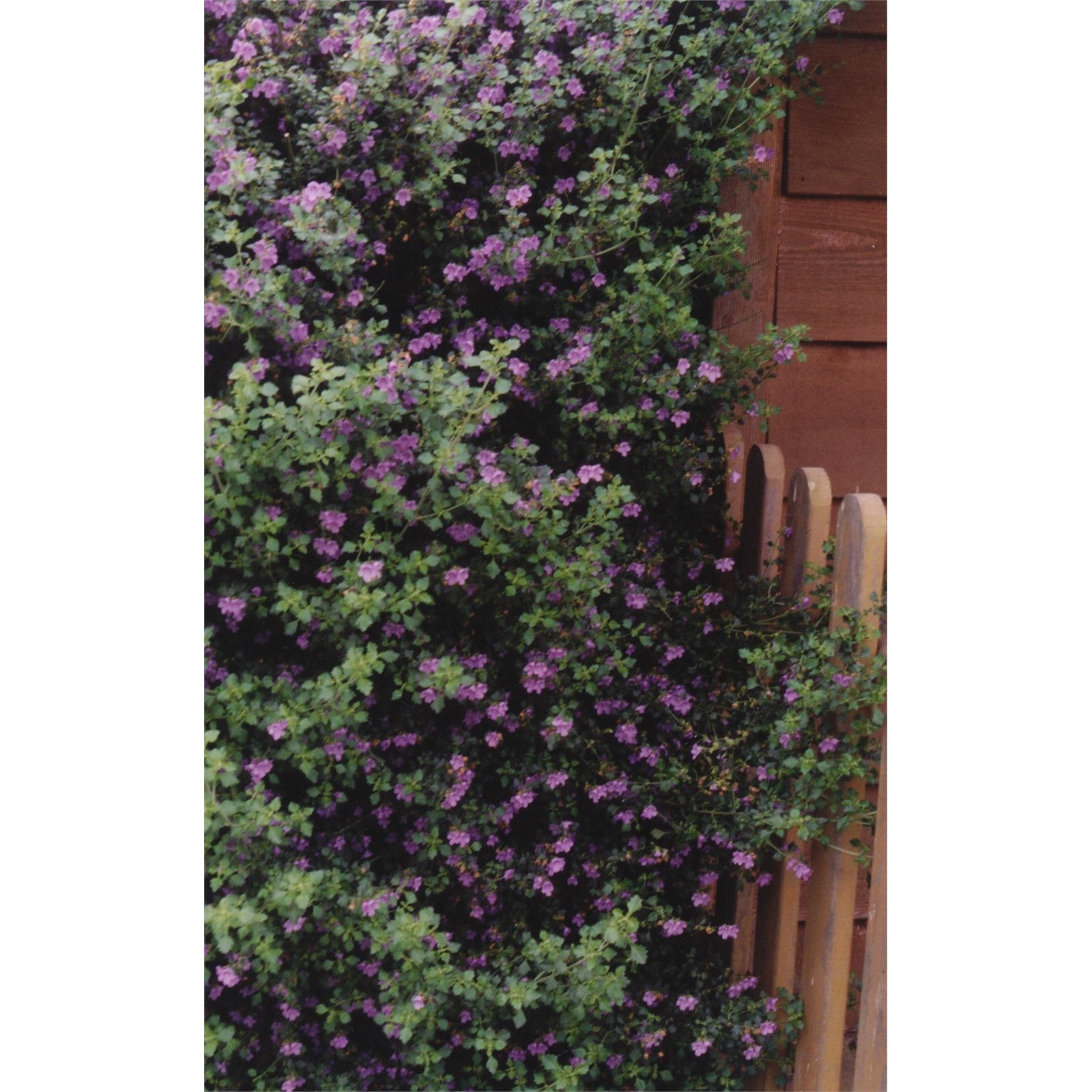 140mm Prostanthera Minty - Prostanthera sieberi 3 140mm Prostanthera Minty - Prostanthera sieberi