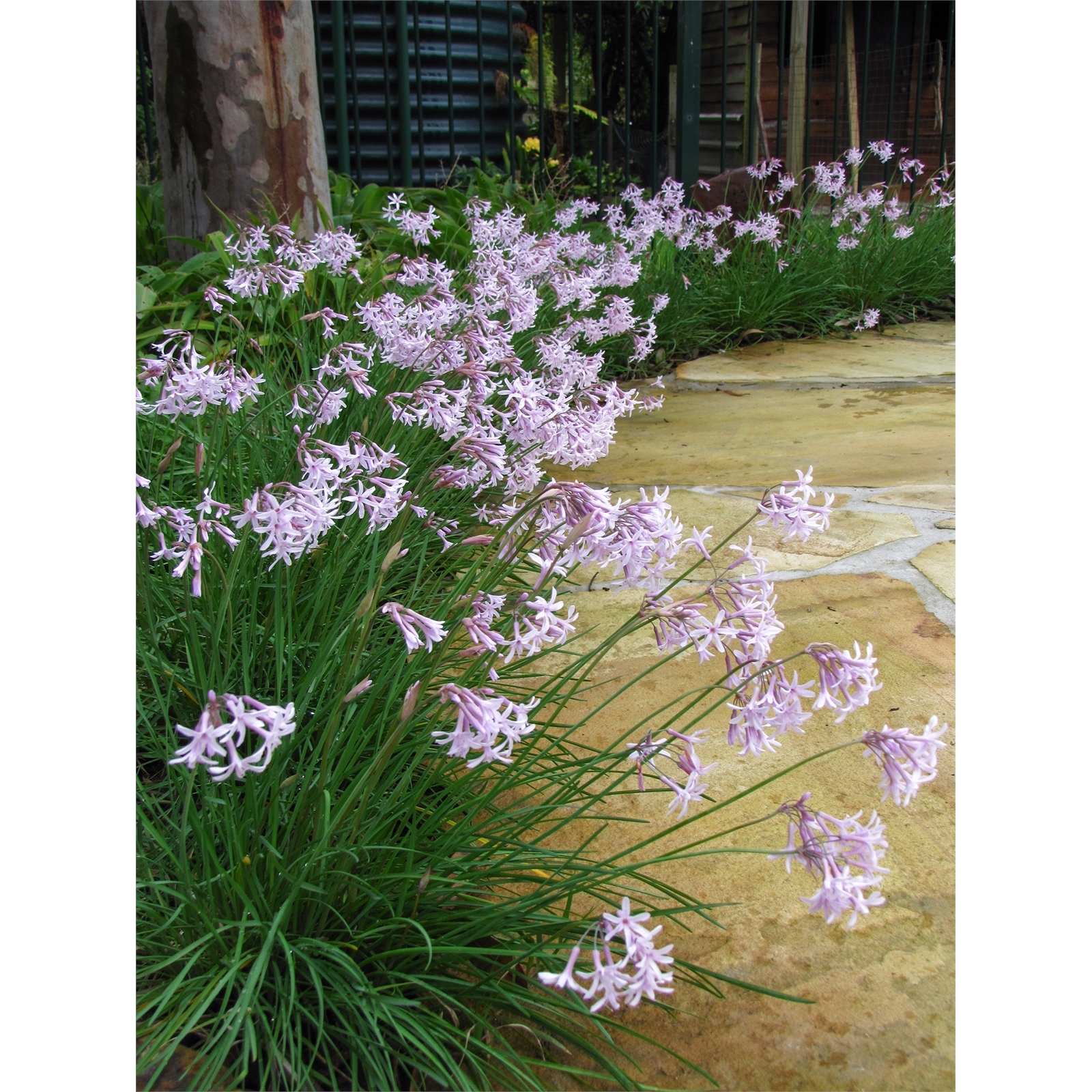 140mm - Tulbaghia Fairy Star