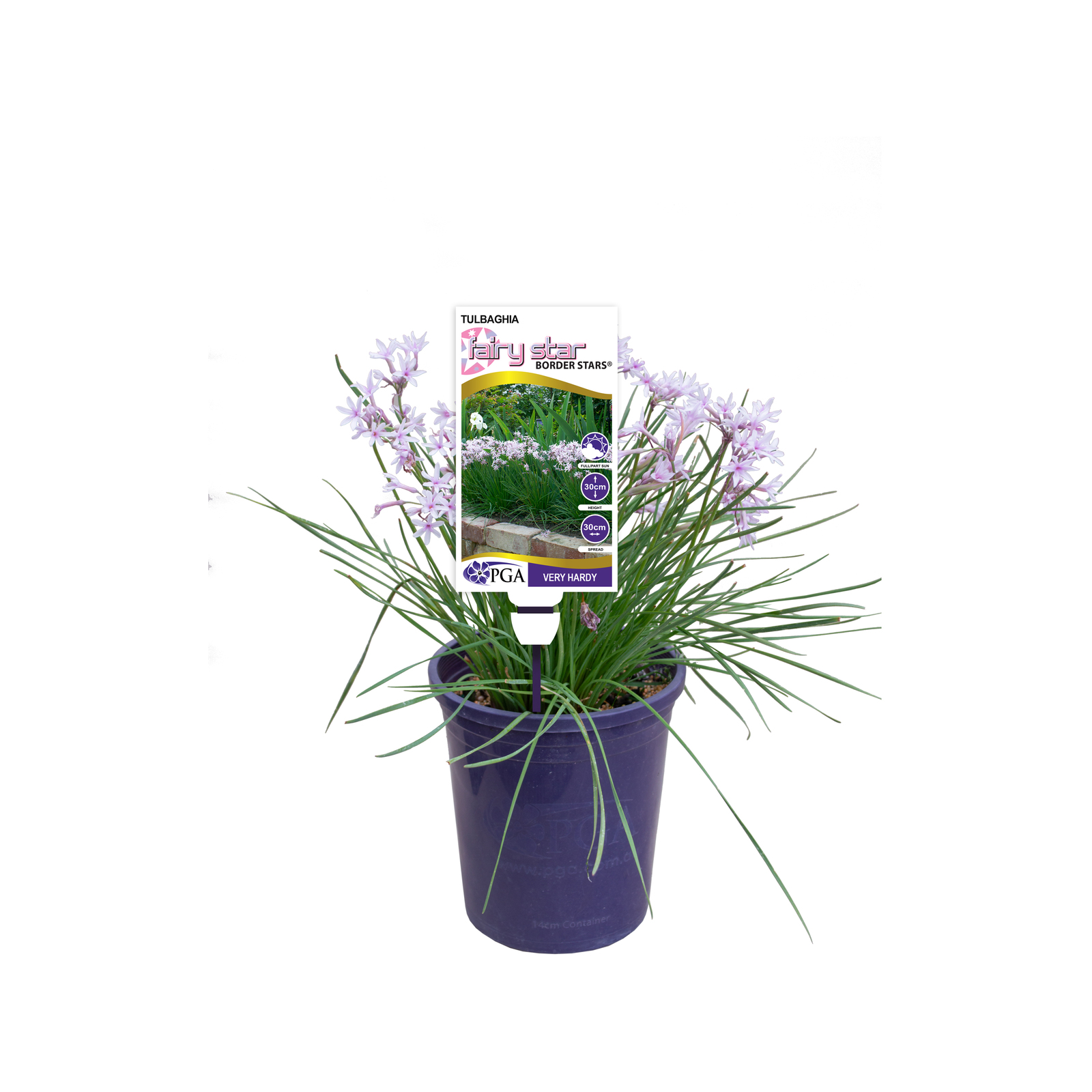 140mm - Tulbaghia Fairy Star