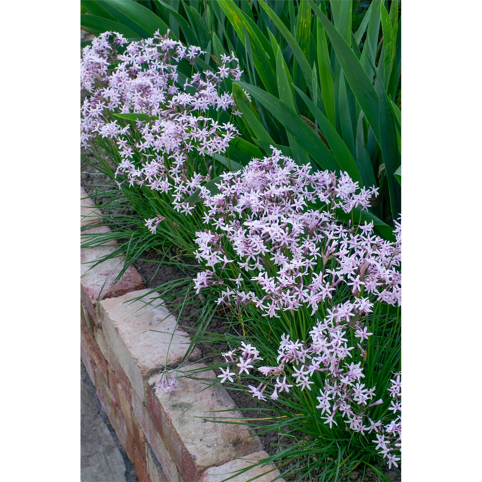 140mm - Tulbaghia Fairy Star 3 140mm - Tulbaghia Fairy Star