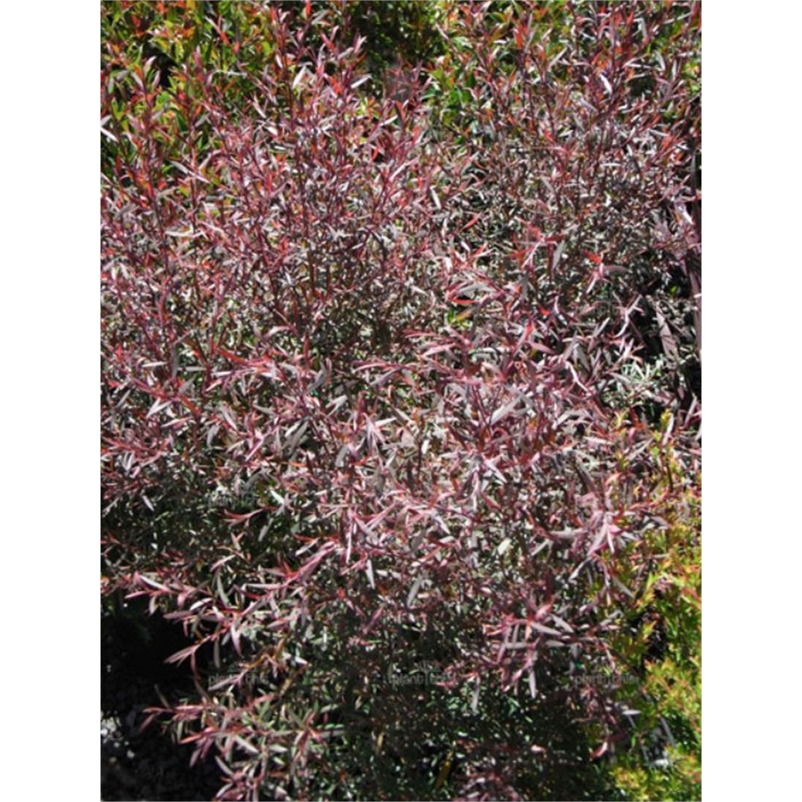 140mm Copper Glow Tea Tree - Leptospermum morrisonii