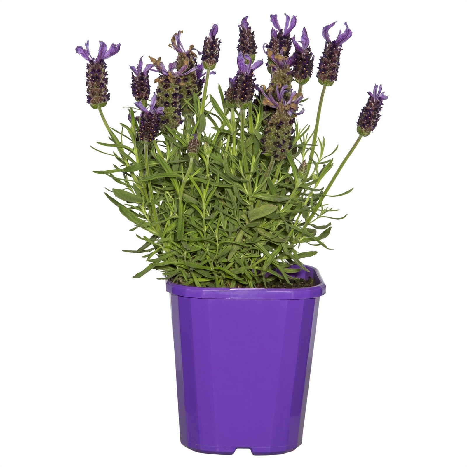 140mm Lavender Javelin - Lavandula species