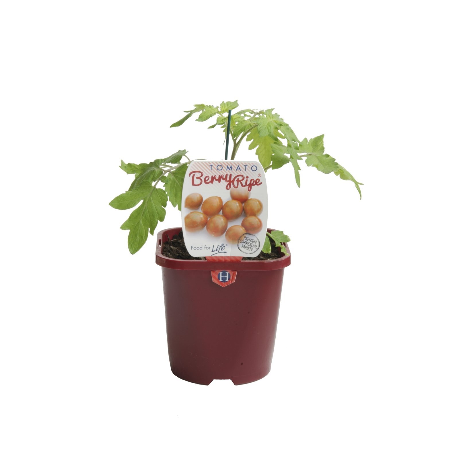 125mm Tomato Berry Ripe - Lycopersicon Esculentum