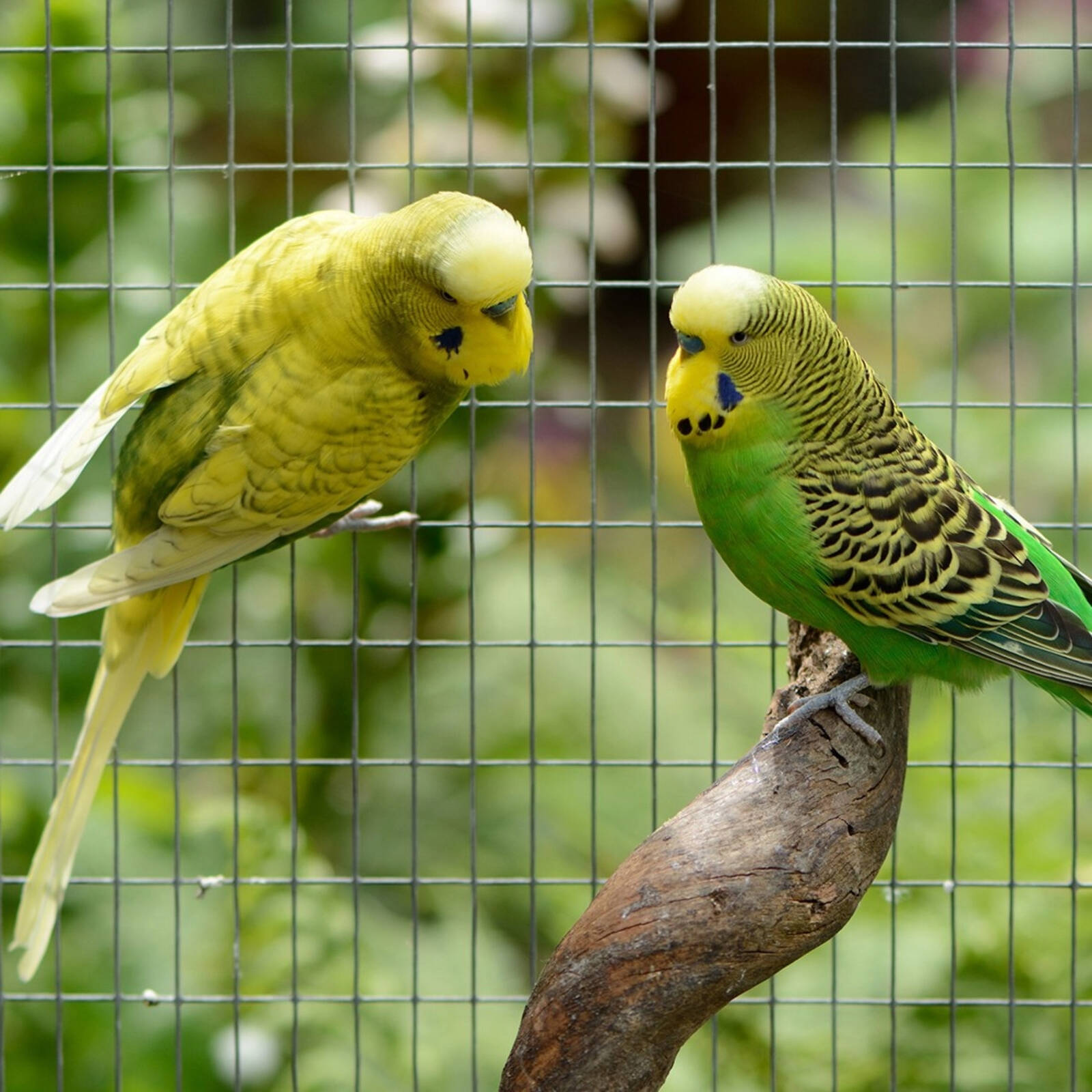 Jack 90cm x 30m 25 x 12mm Aviary Mesh 3 Jack 90cm x 30m 25 x 12mm Aviary Mesh