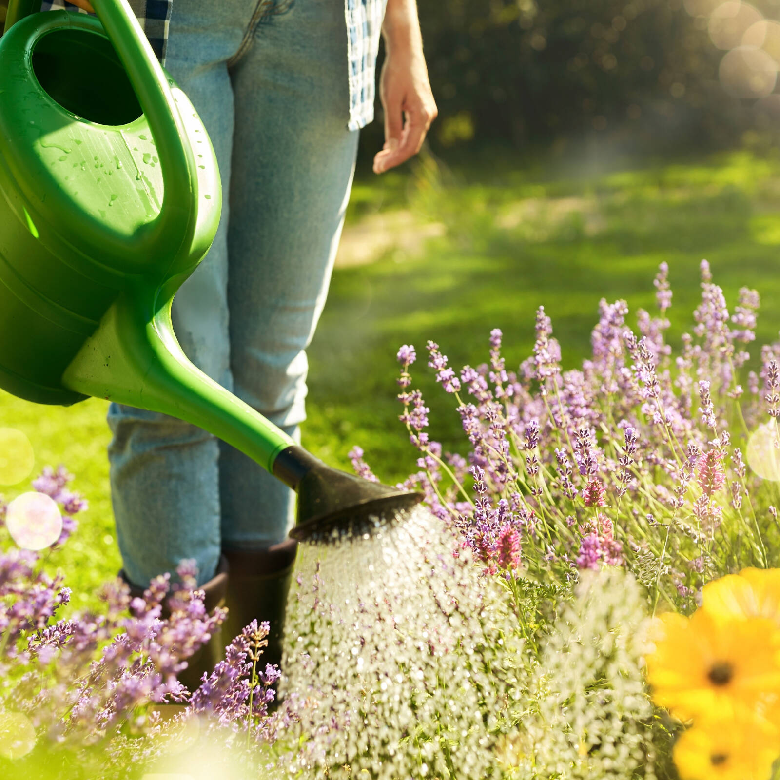 Searles 1L 5 In 1 Organic Liquid Fertiliser