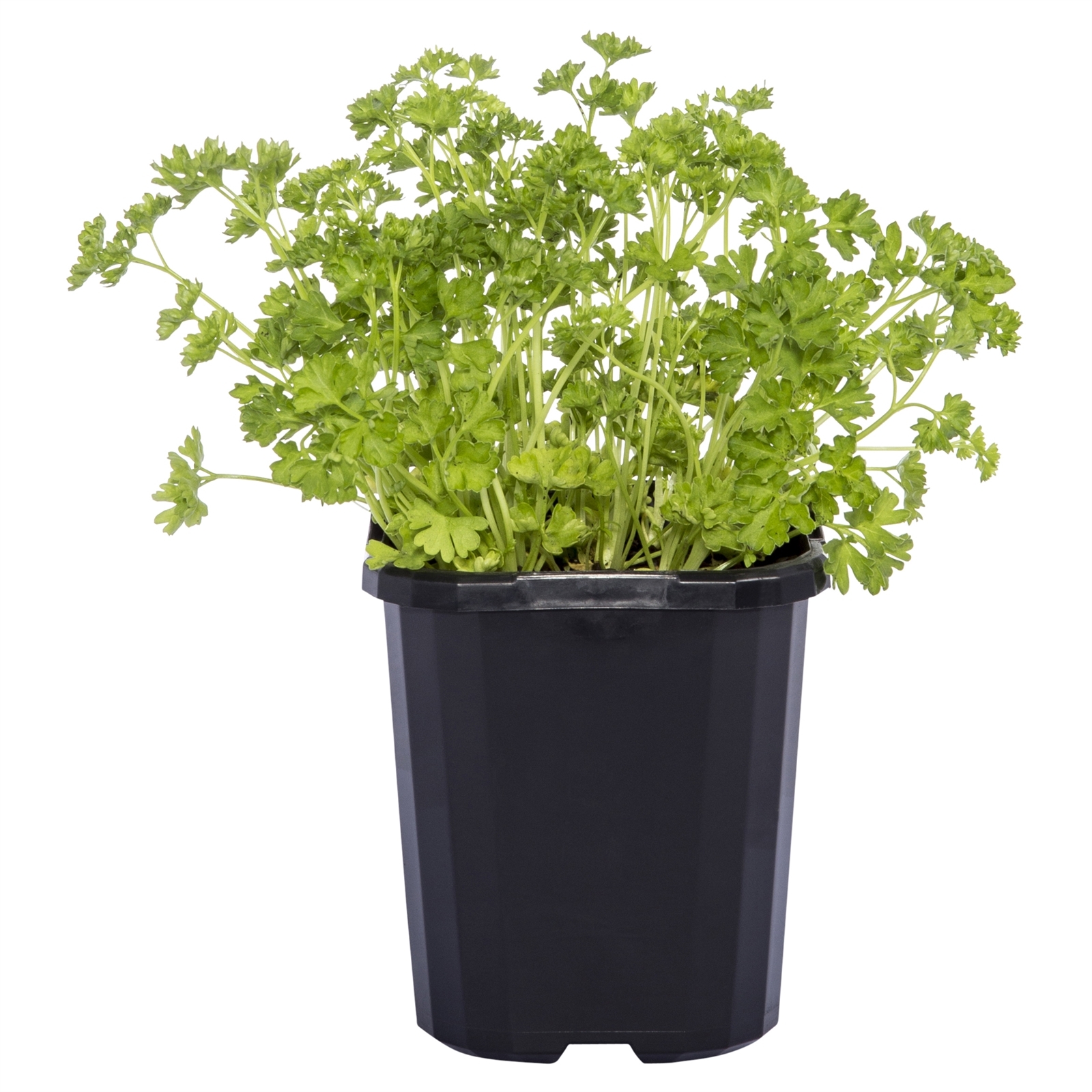 100mm Value Assorted Herb Range
