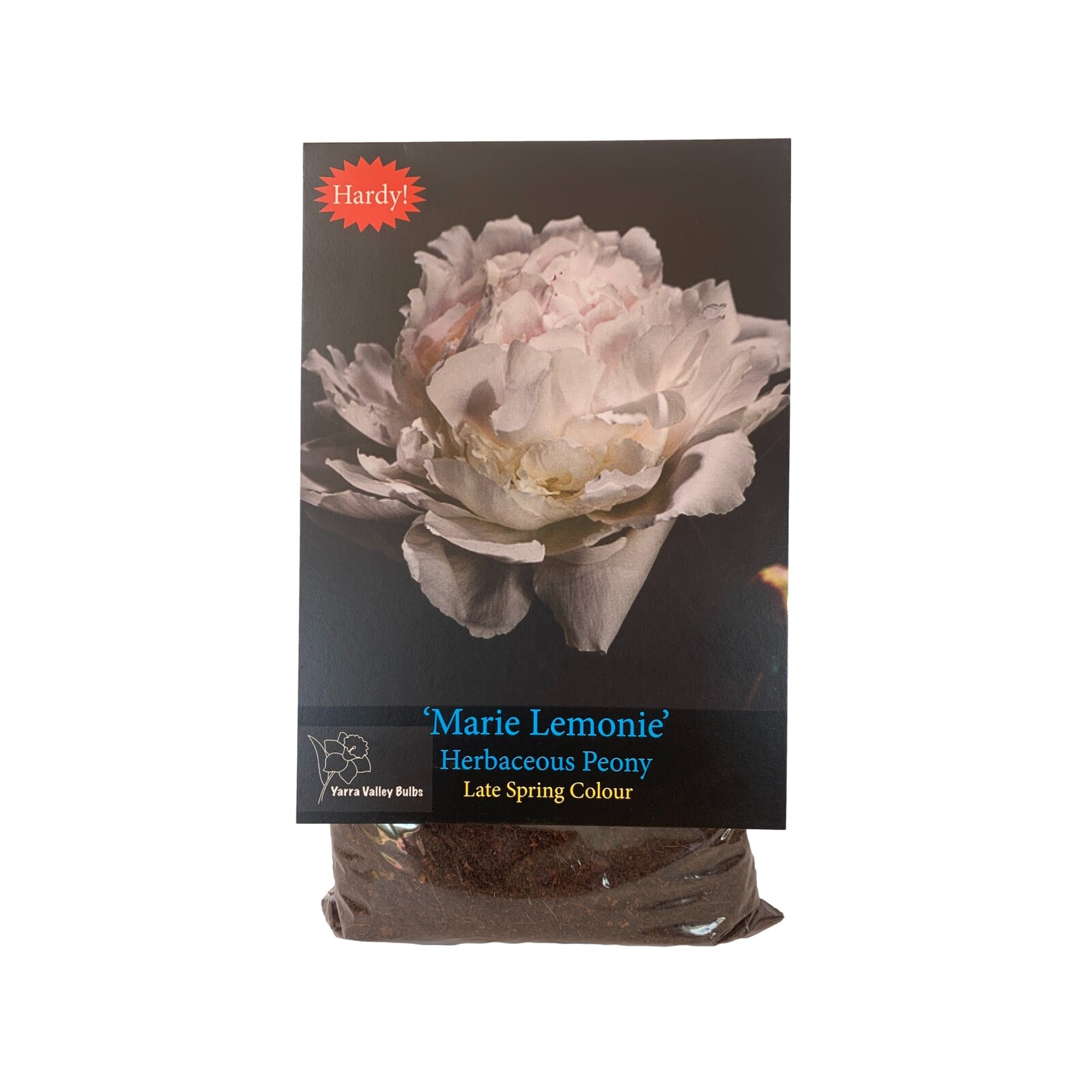 Yarra Valley Bulbs Peony Marie Lemonie Bulb - Paeonia X Lactofolia - 1 Pack