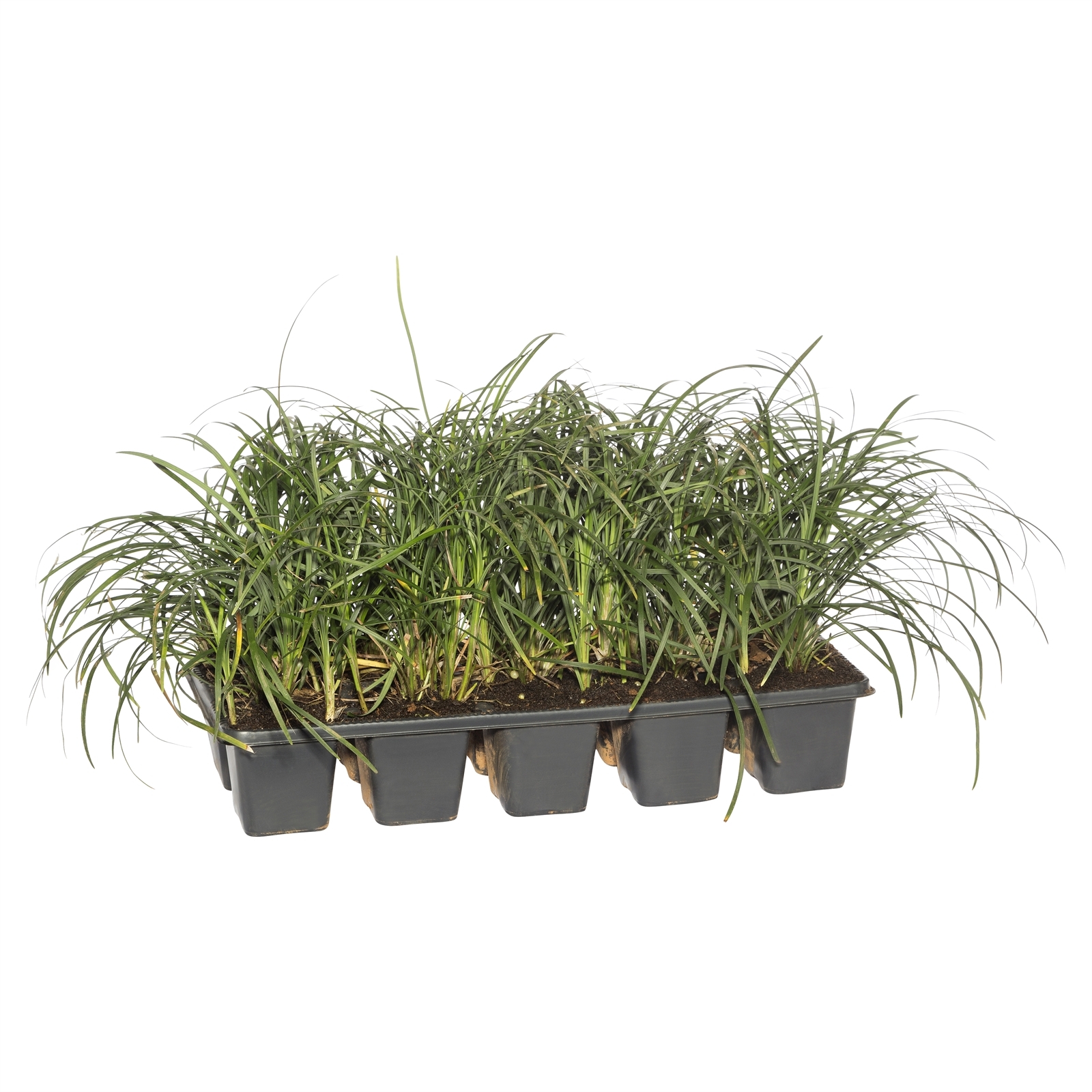 10 Pack Mondo Grass Tall - Ophiopogon japonicus