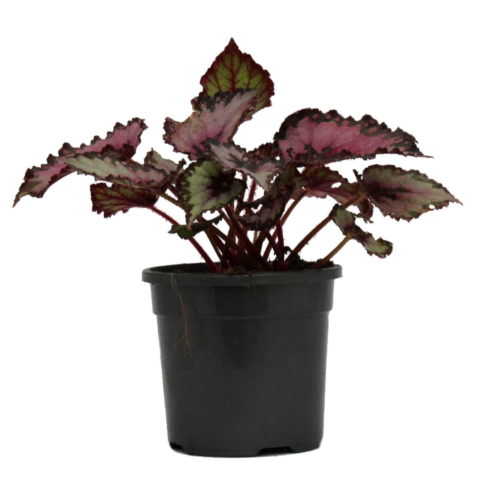 120mm Rex Begonia, Painted Leaf Begonia - Begonia rex